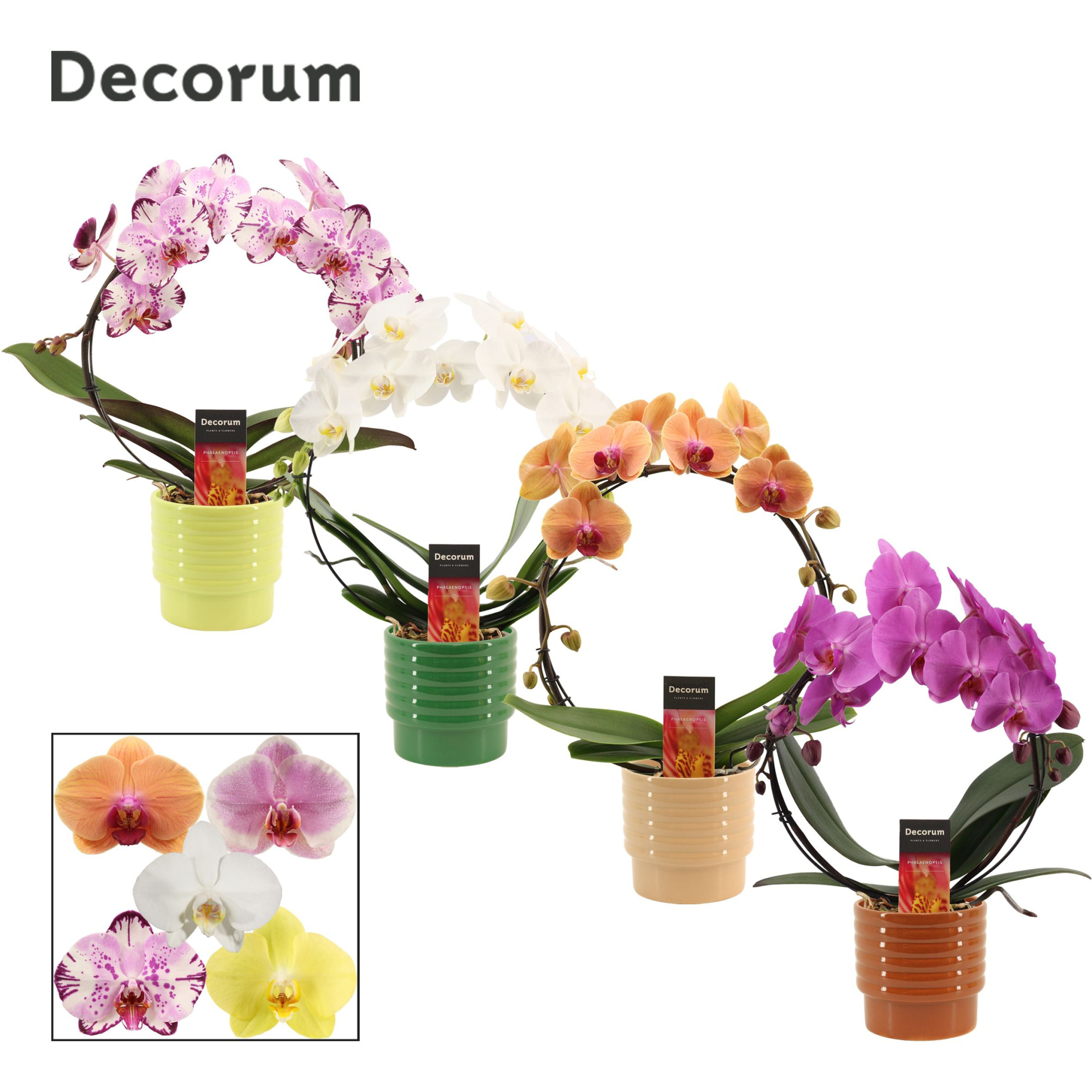 Phalaenopsis boog mix in Naemi (Natural bubble-collection), D 12 cm