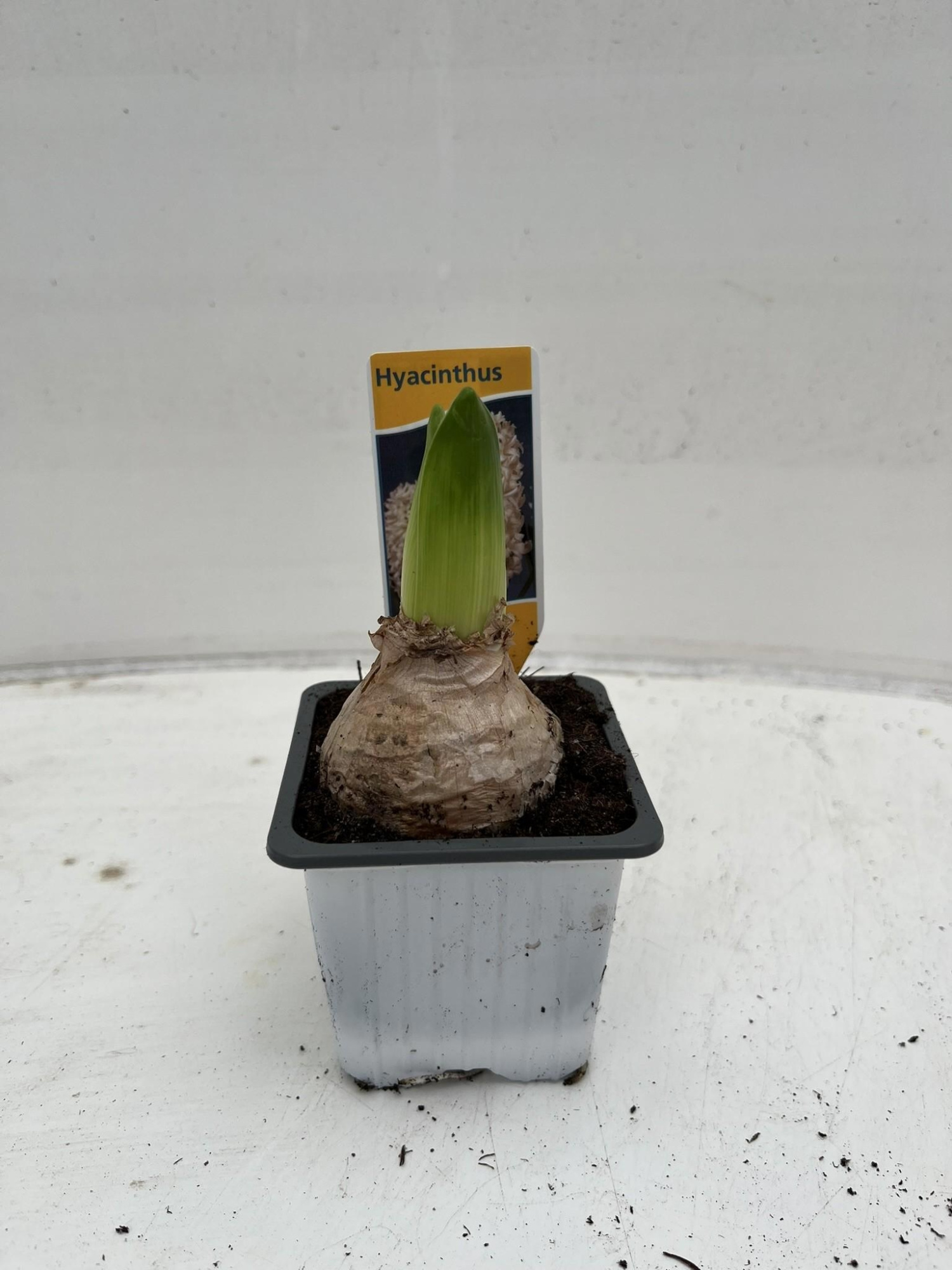 Hyacinthus orientalis 'White Pearl', D 7