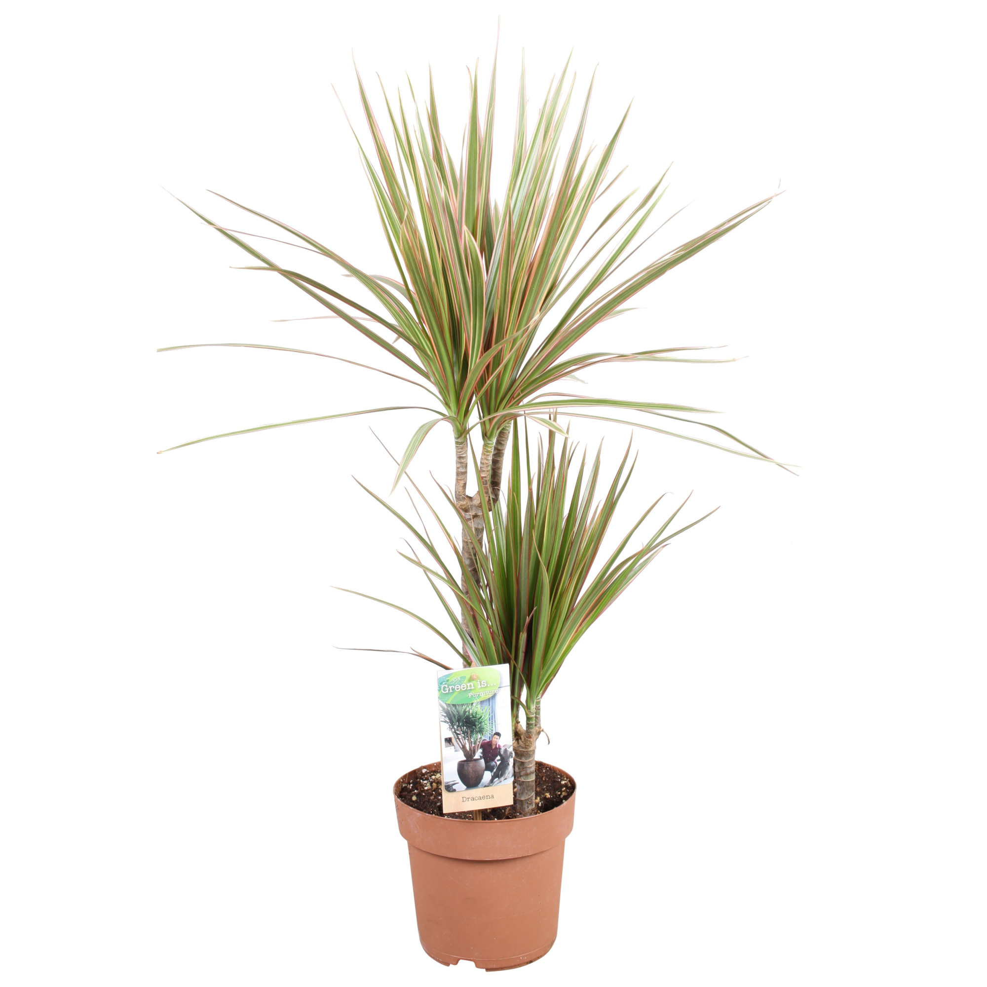 Dracaena Bicolor 30-15, D 17