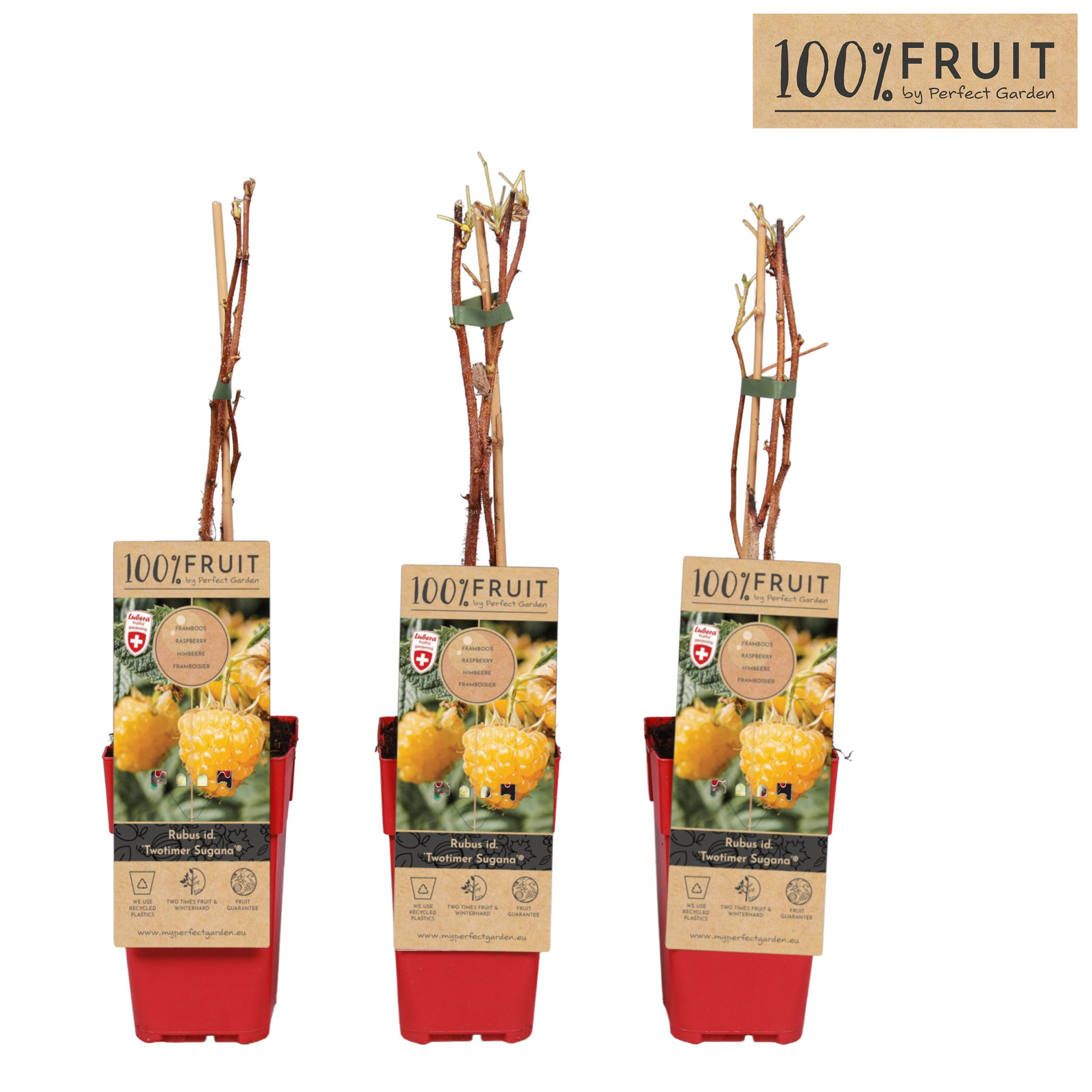 Rubus ideaus Twotimer Sugana Yellow® P15, D 15