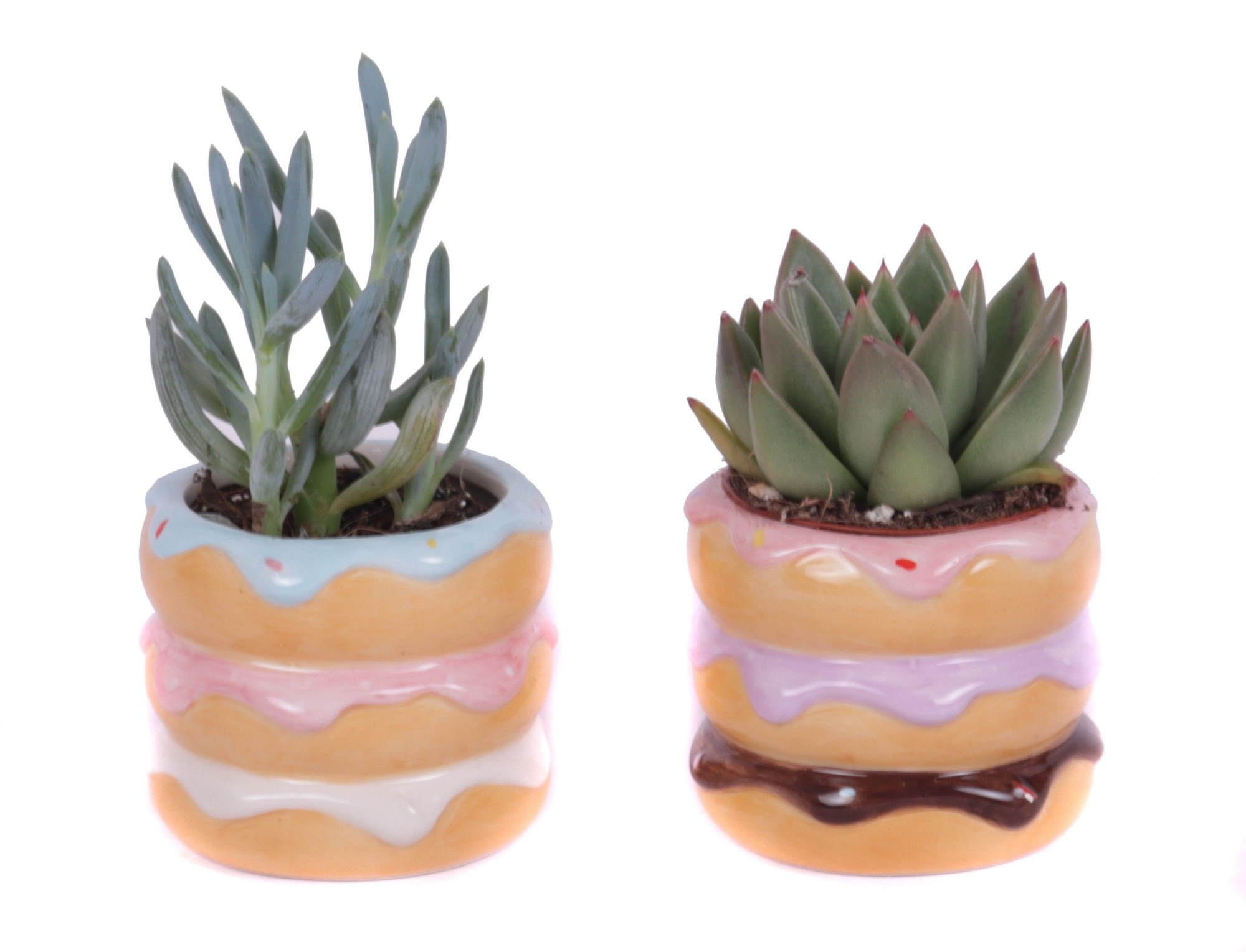 Succulenten mix 5,5 cm in happy donut pot, D 8 cm