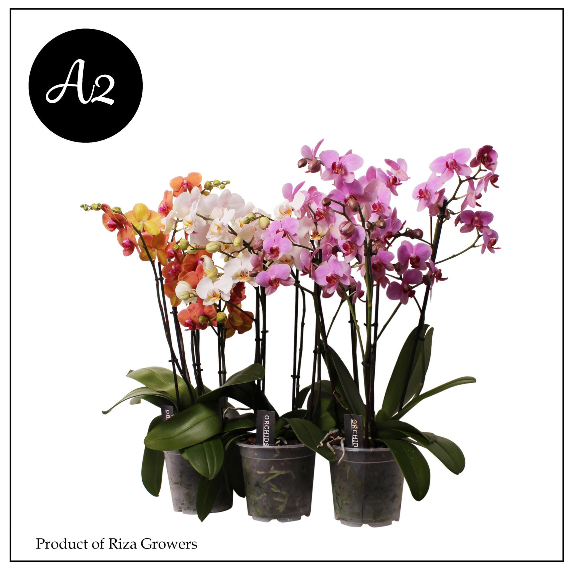 Phal. A2 Marvellous Mix - 3+ spike 17cm, D 17 cm