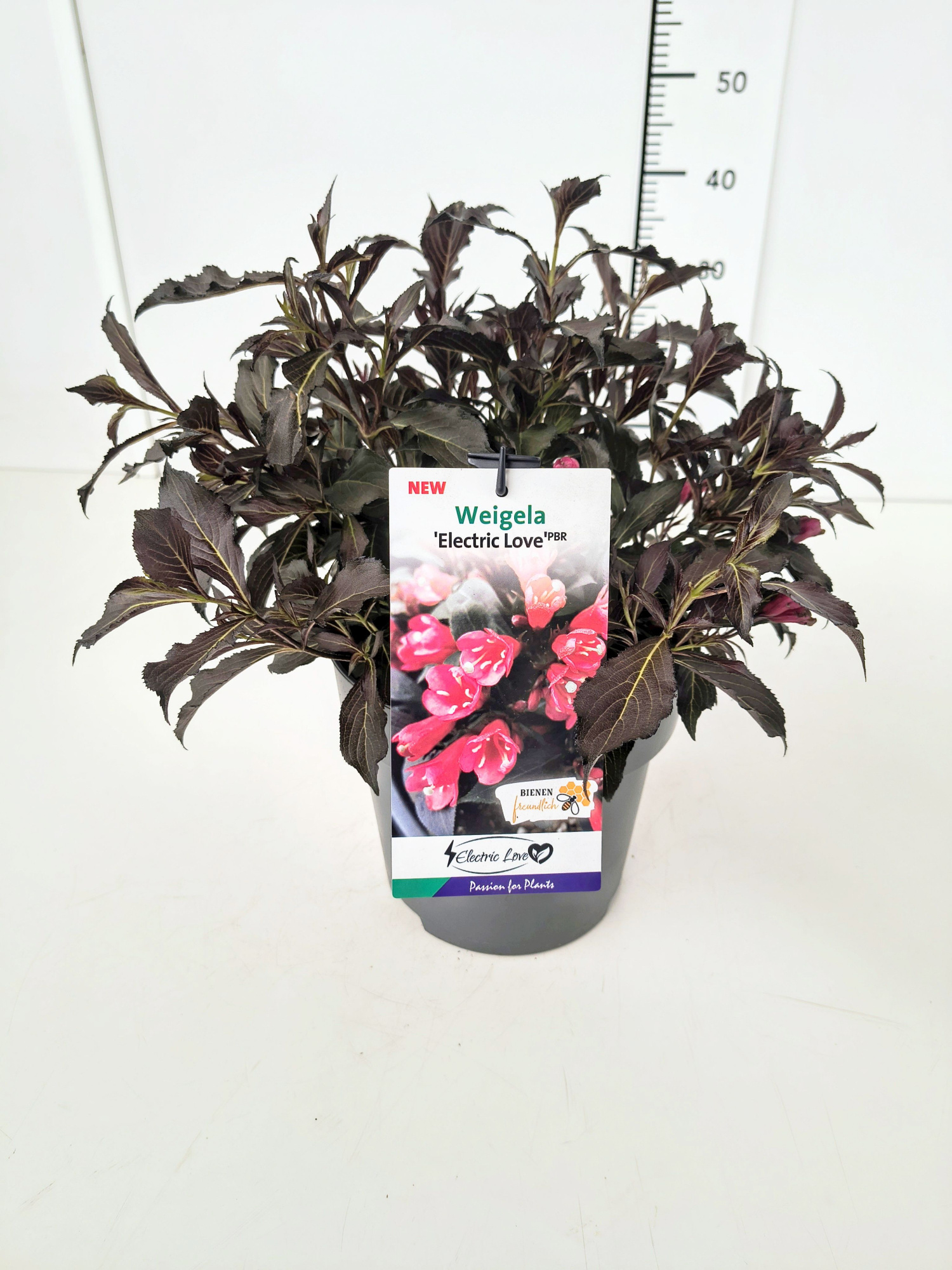 Weigela 'Electric Love' C5, D 23 cm