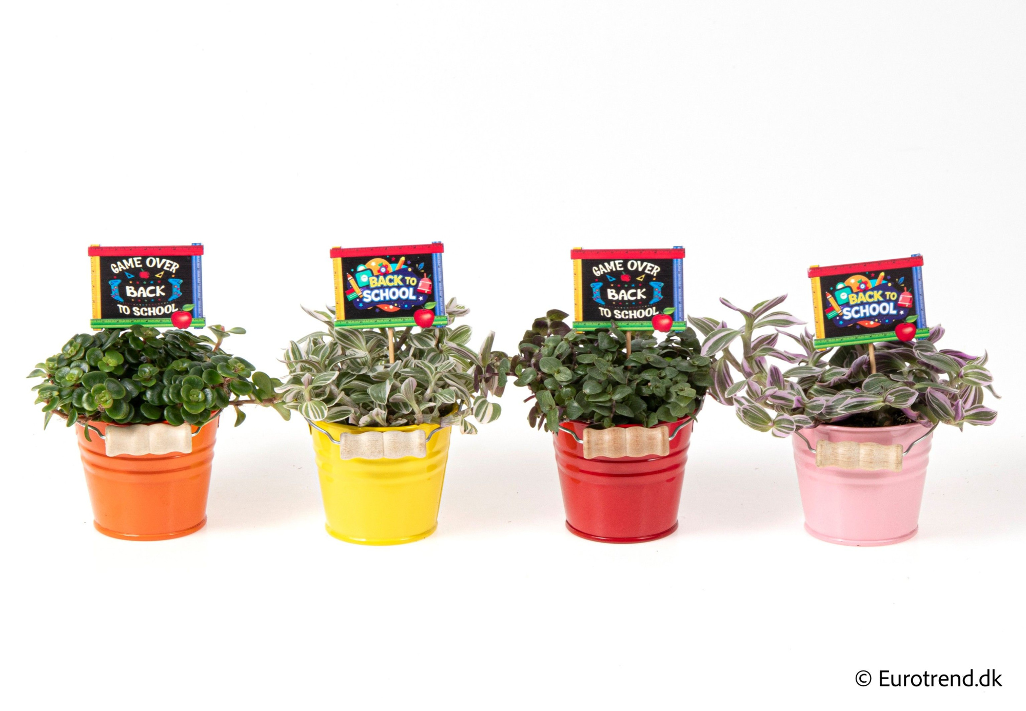 Green mix in Zink buckets - Spring, Summer & Autumn 2025, D 6 cm