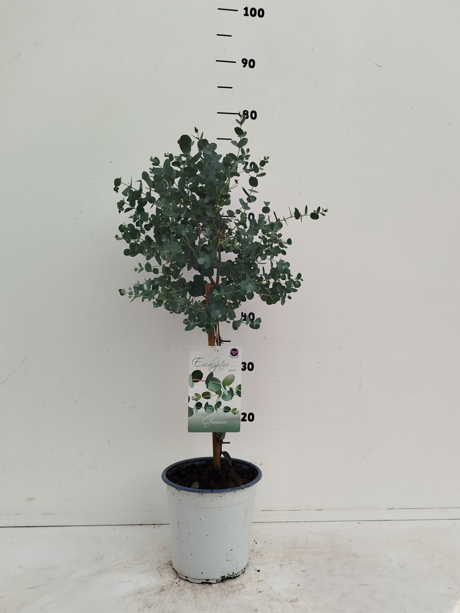 Eucalyptus gunnii, D 17