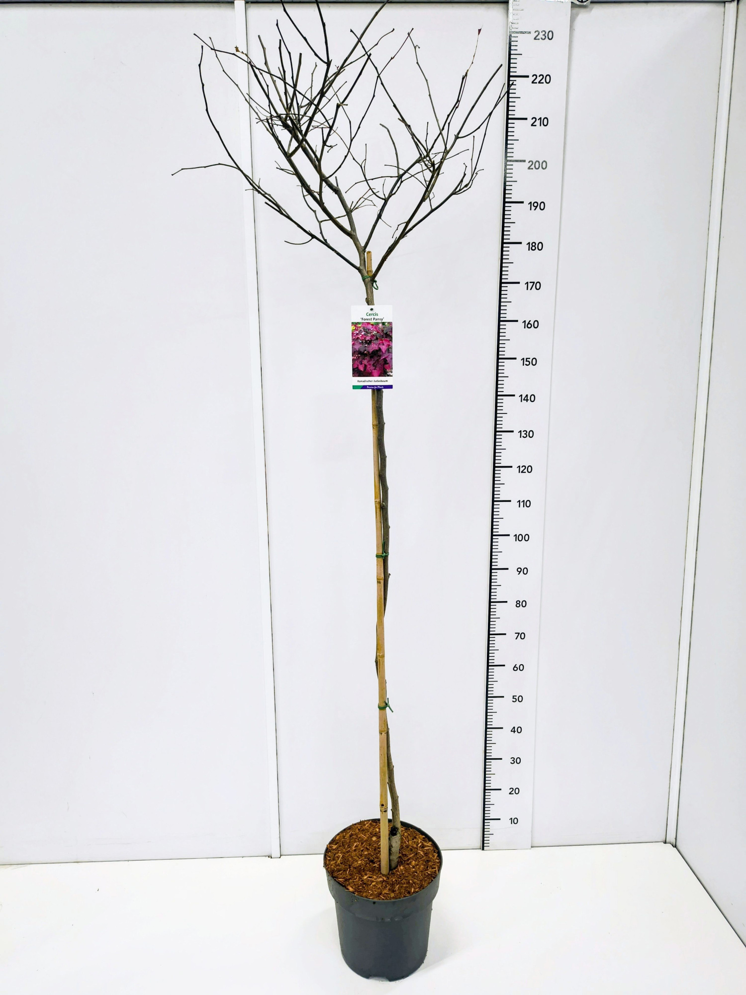 Cercis can. 'Forest Pansy' 150CMSTC12, D 30 cm
