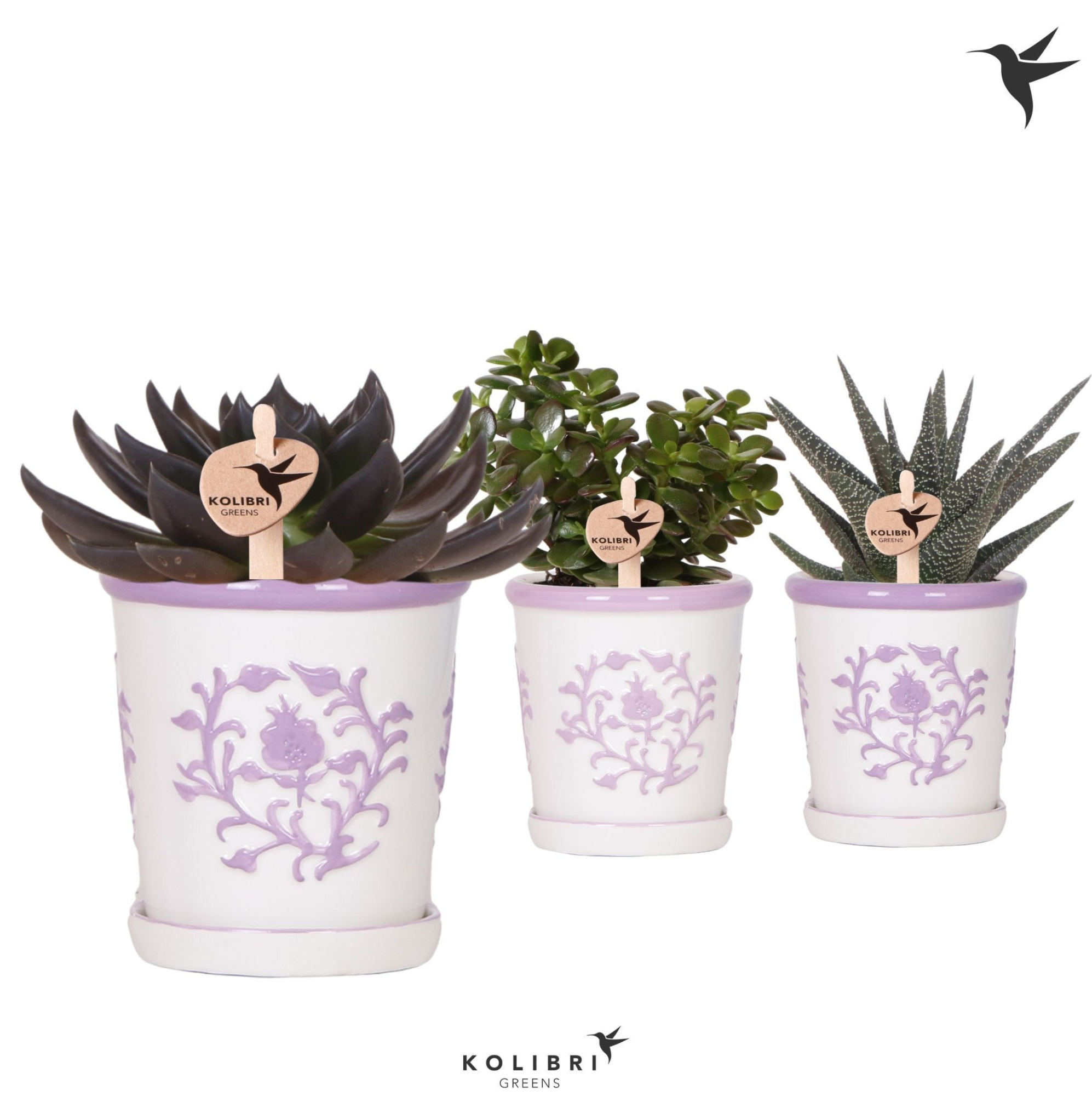 Kolibri Greens Succulenten mix in Malaga pot lila mix, D 9 cm