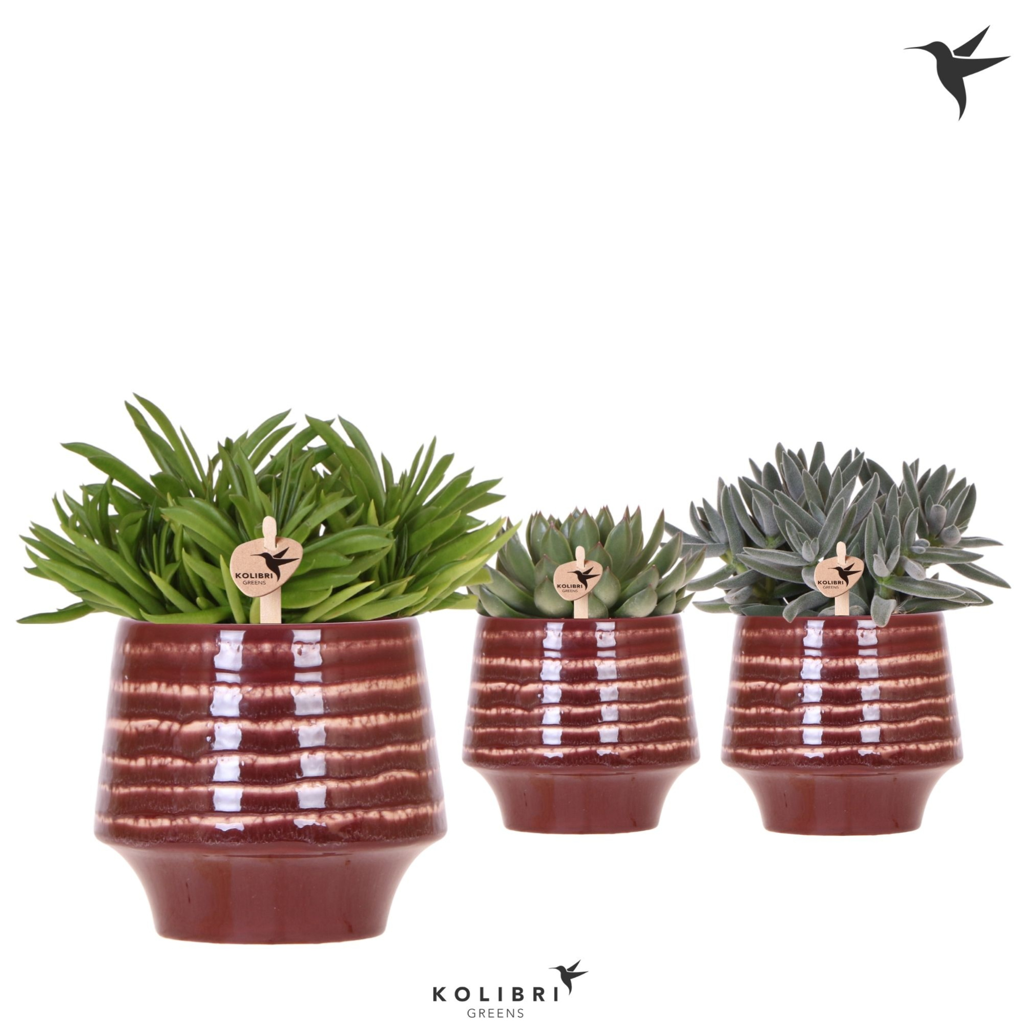 Kolibri Greens Succulenten mix in Moonstone pot red, D 12 cm