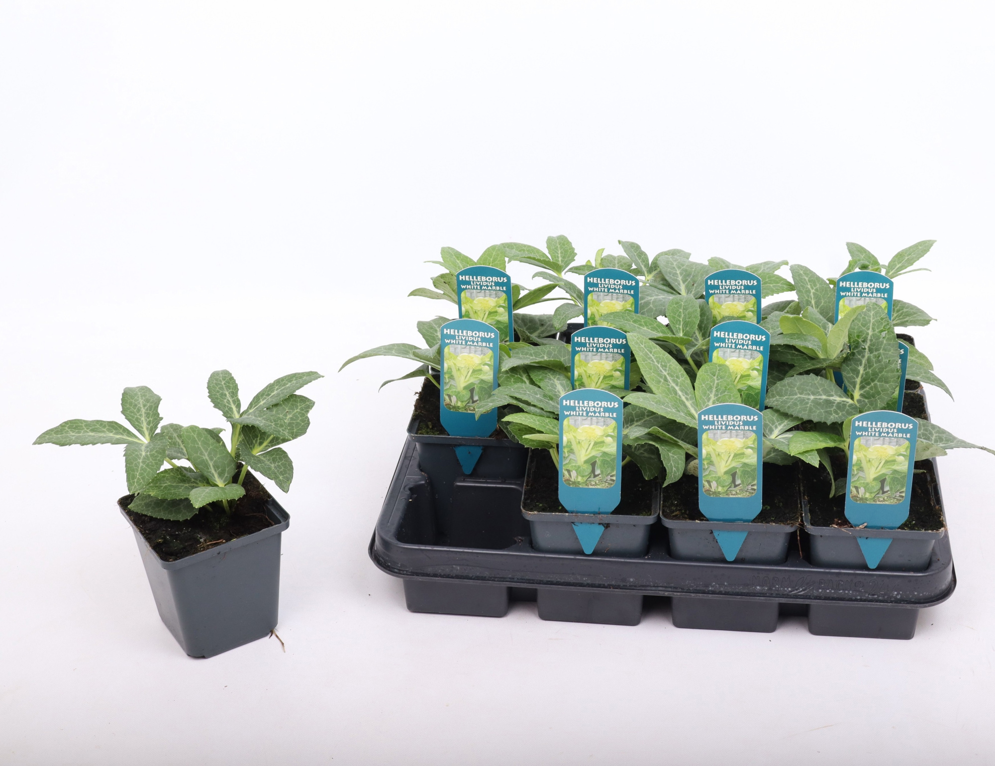 Helleborus lividus White 9 cm, D 9 cm