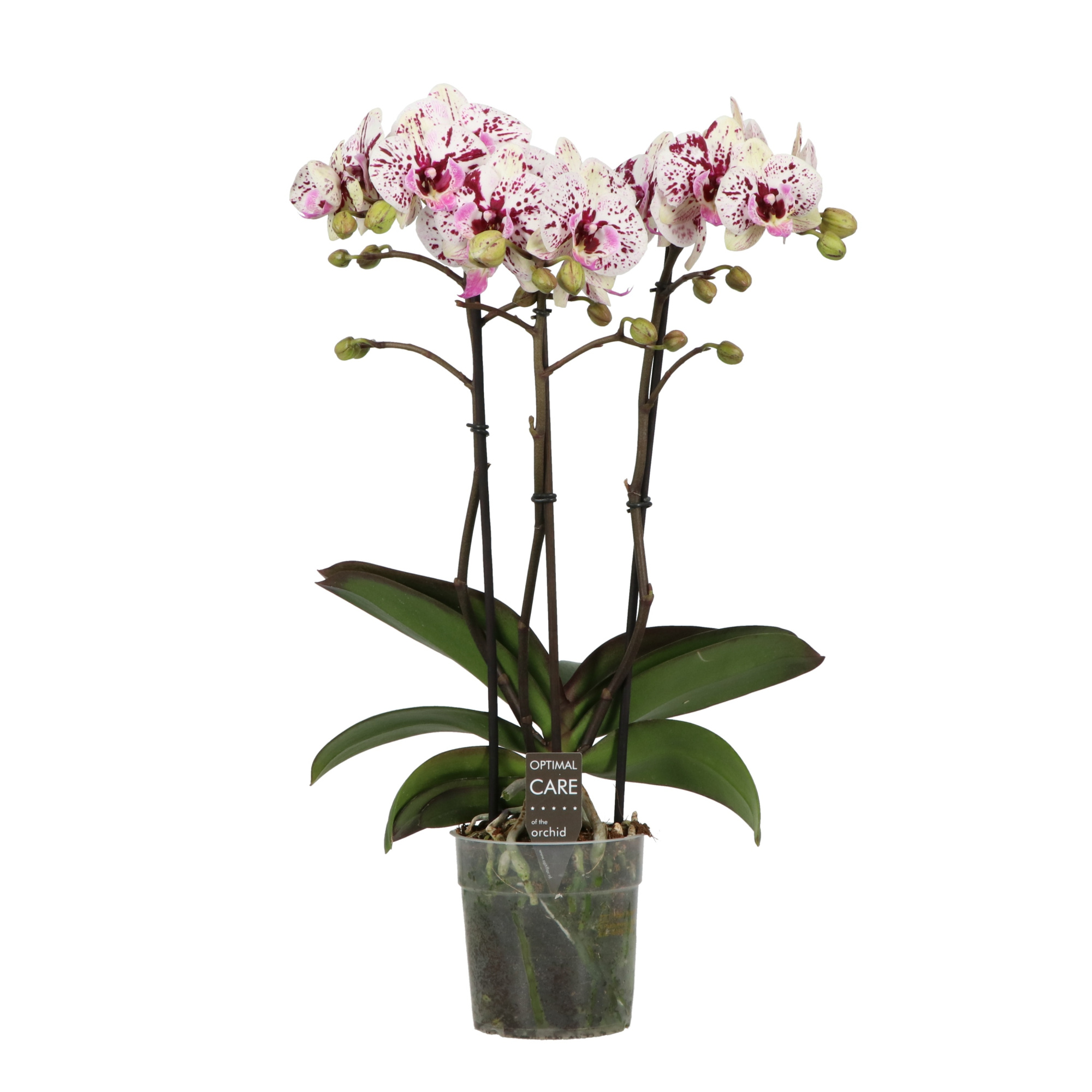 Colours P12 Athena 3 spike, D 12