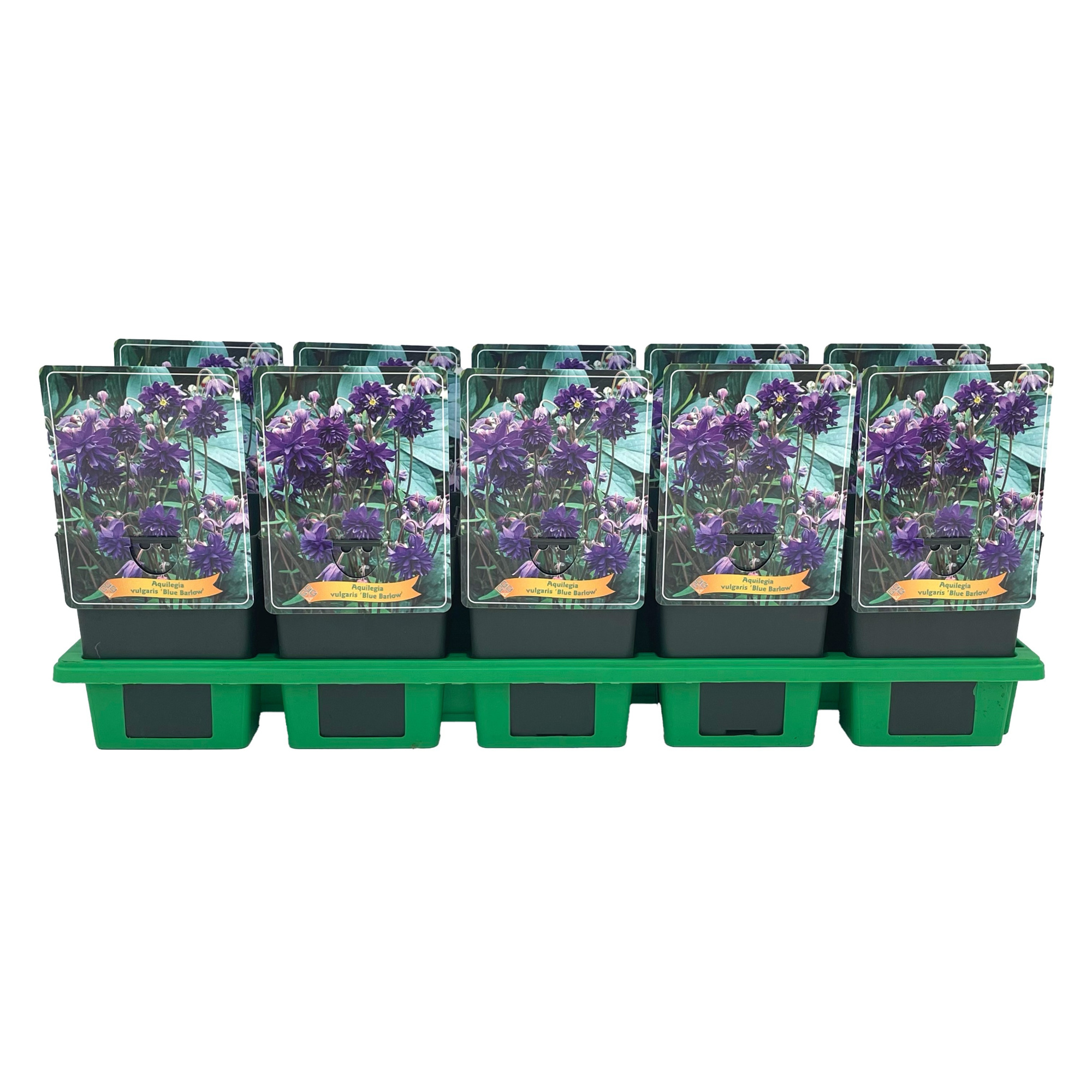 Aquilegia vulgaris 'Blue Barlow' P11, D 11 cm