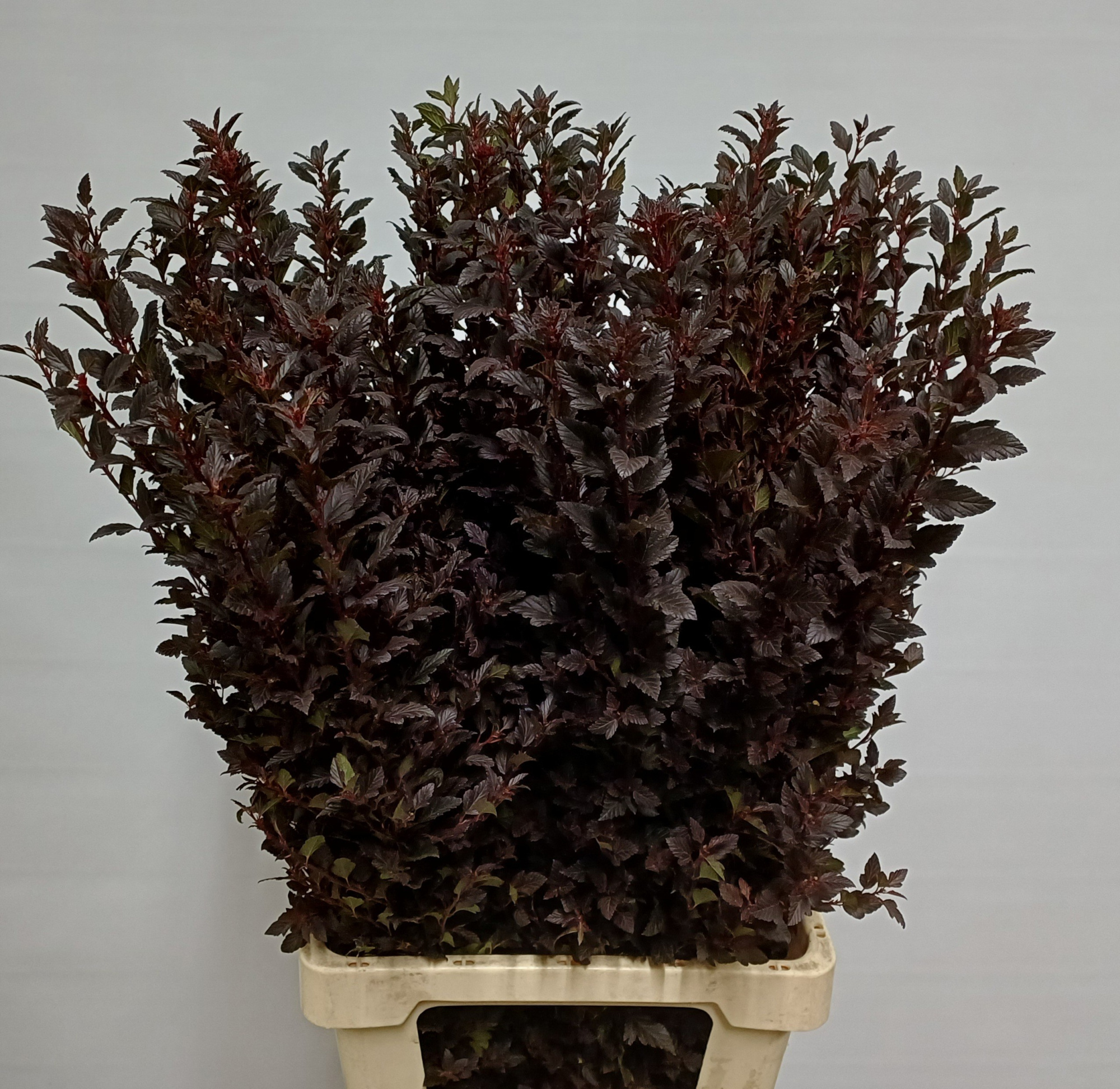 Физокарпус Свит Черри 50, шт.