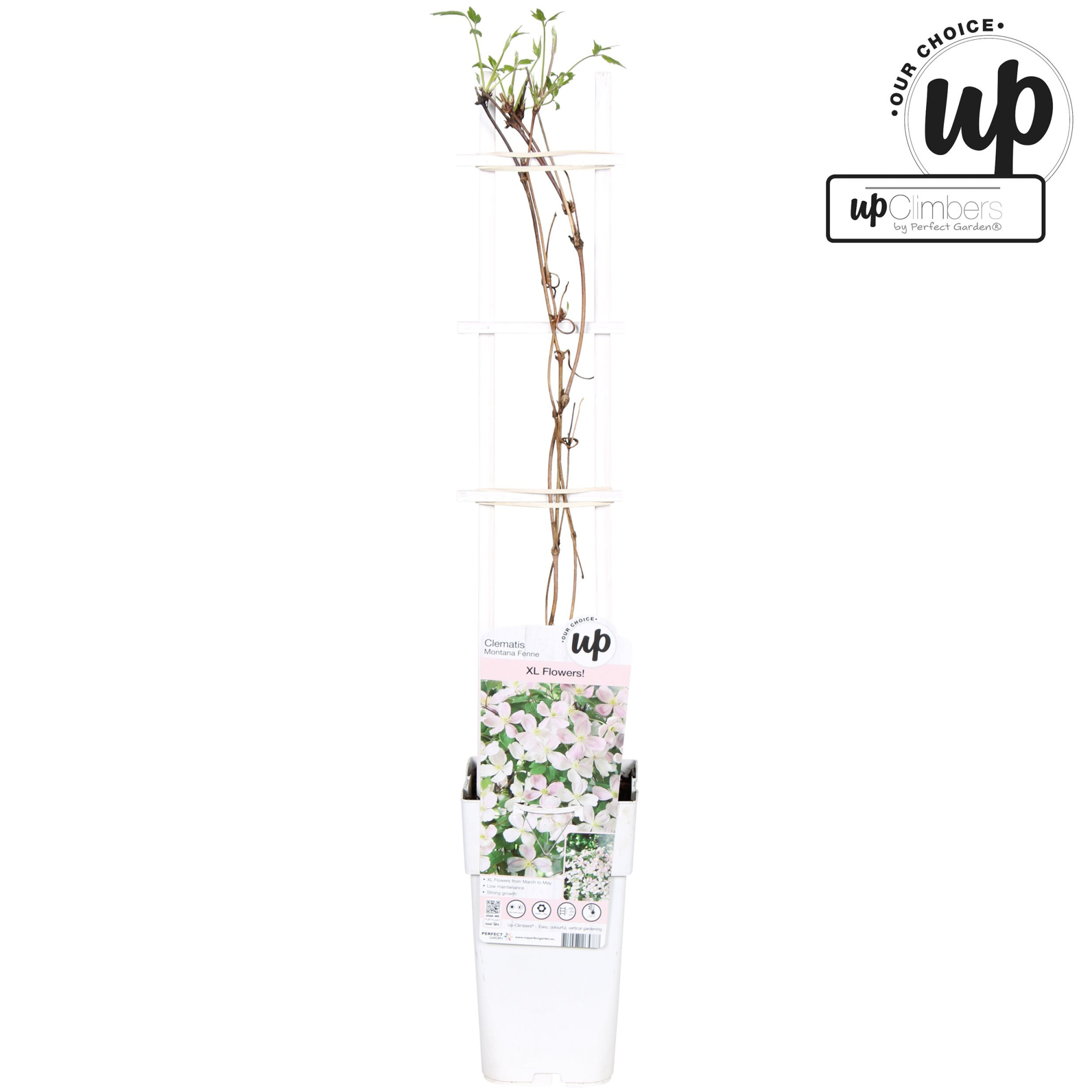 Clematis Montana 'Fenne'® P15, D 15