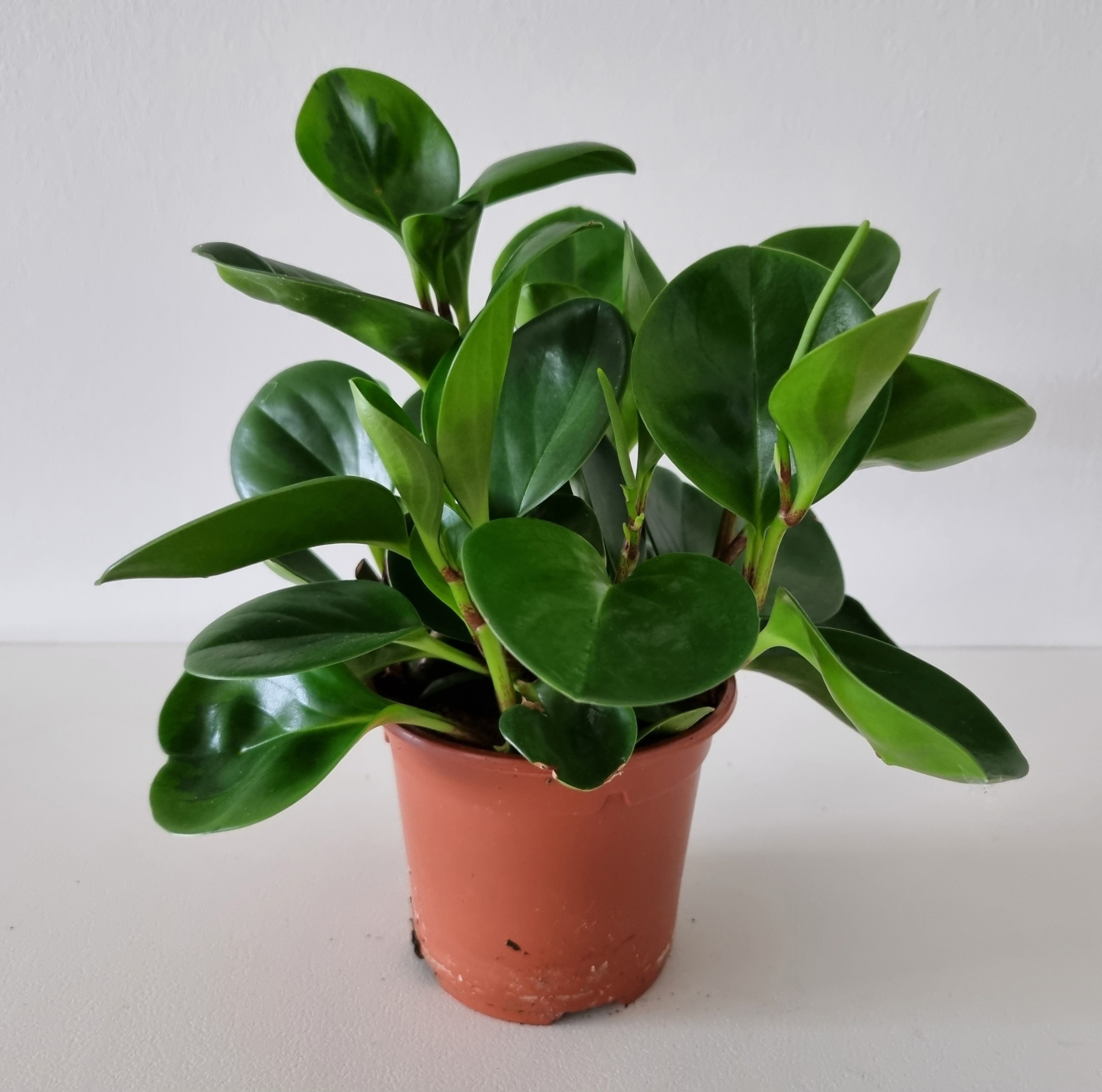 PEPEROMIA OBTUSIFOLIA 'GREEN', D 11 cm