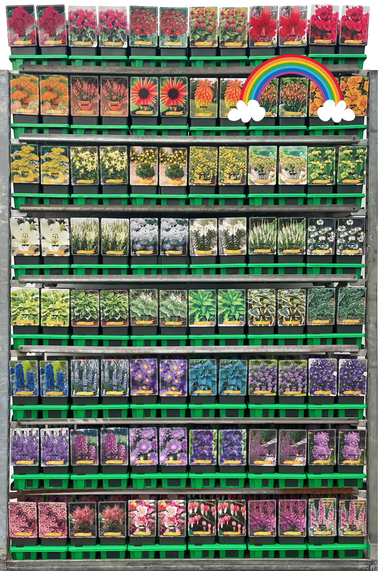 Regenboog vaste planten Mix CC P11, D 11