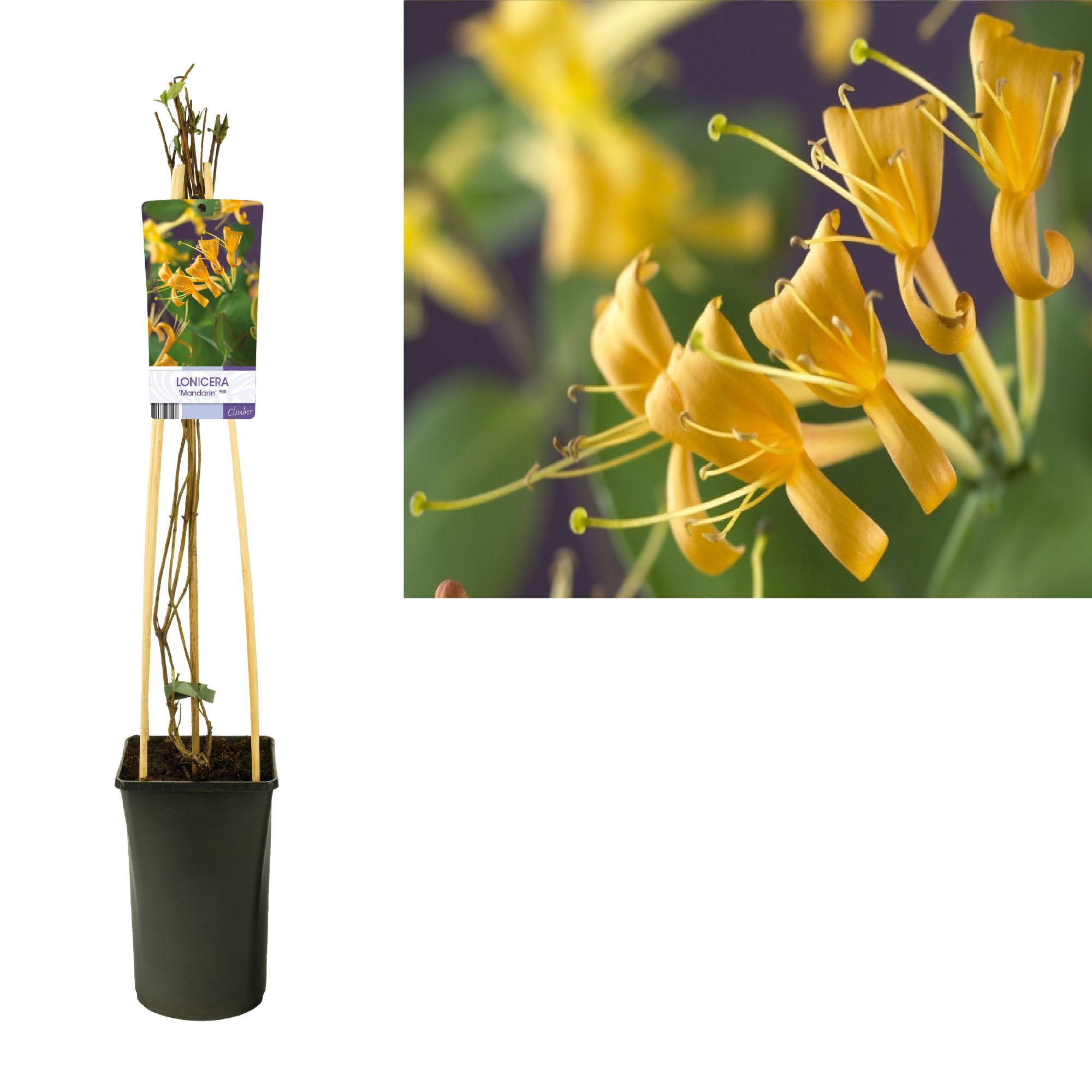 Lonicera 'Mandarin' PBR +light label, D 17 cm