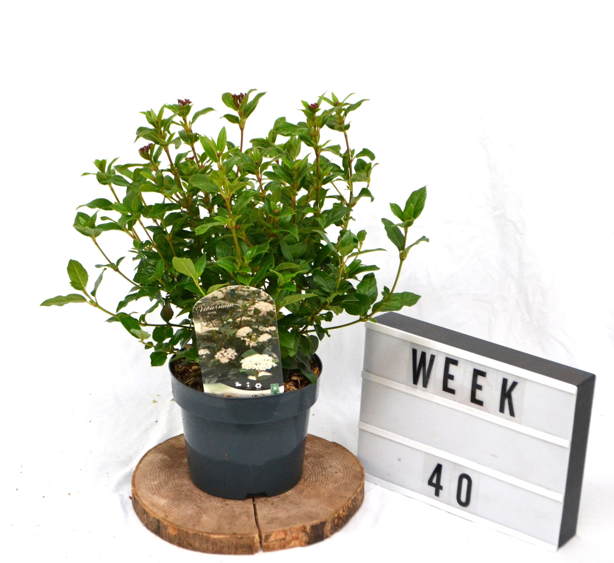 Viburnum tinus C3 40-50, D 19 cm