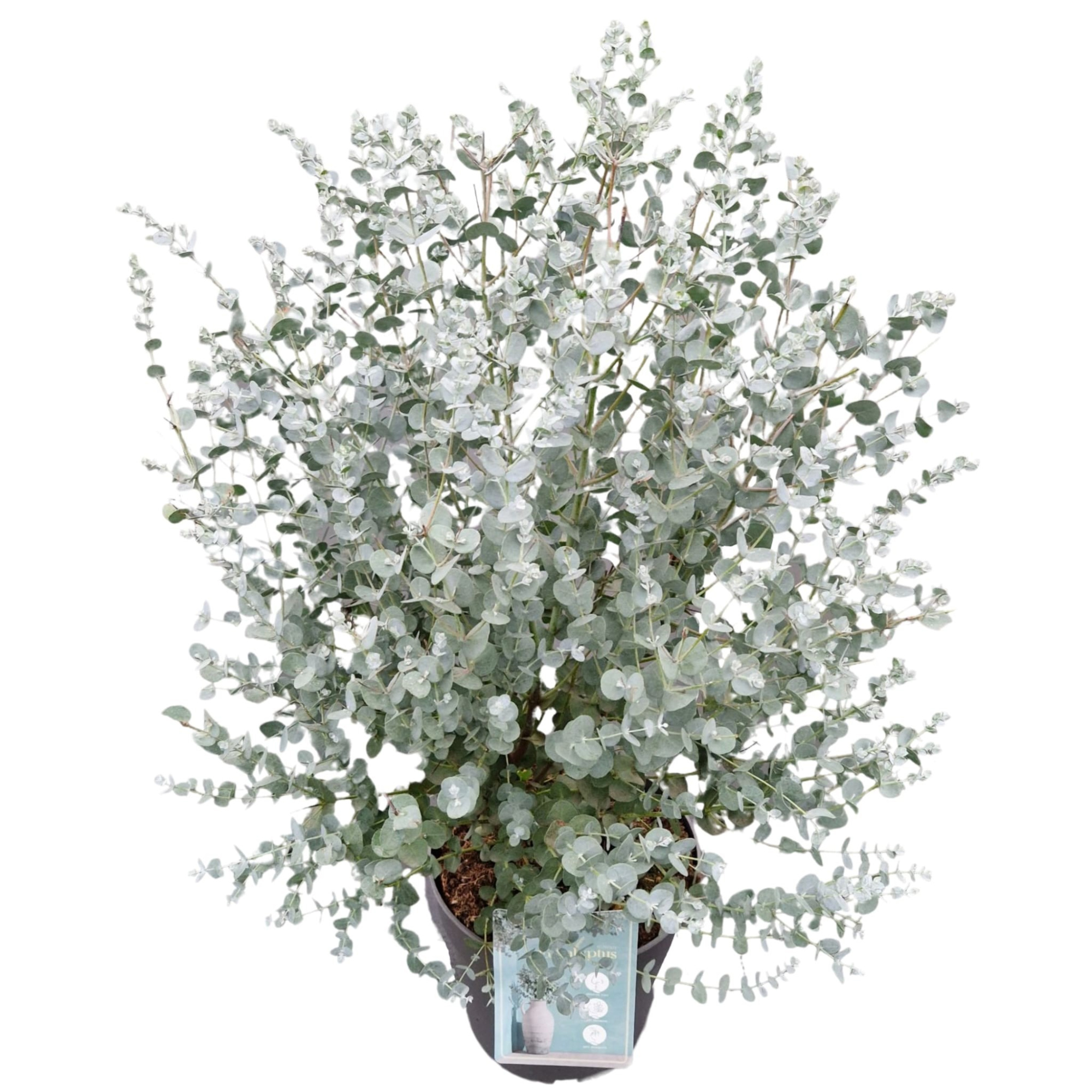 Eucalyptus Gunnii, D 24