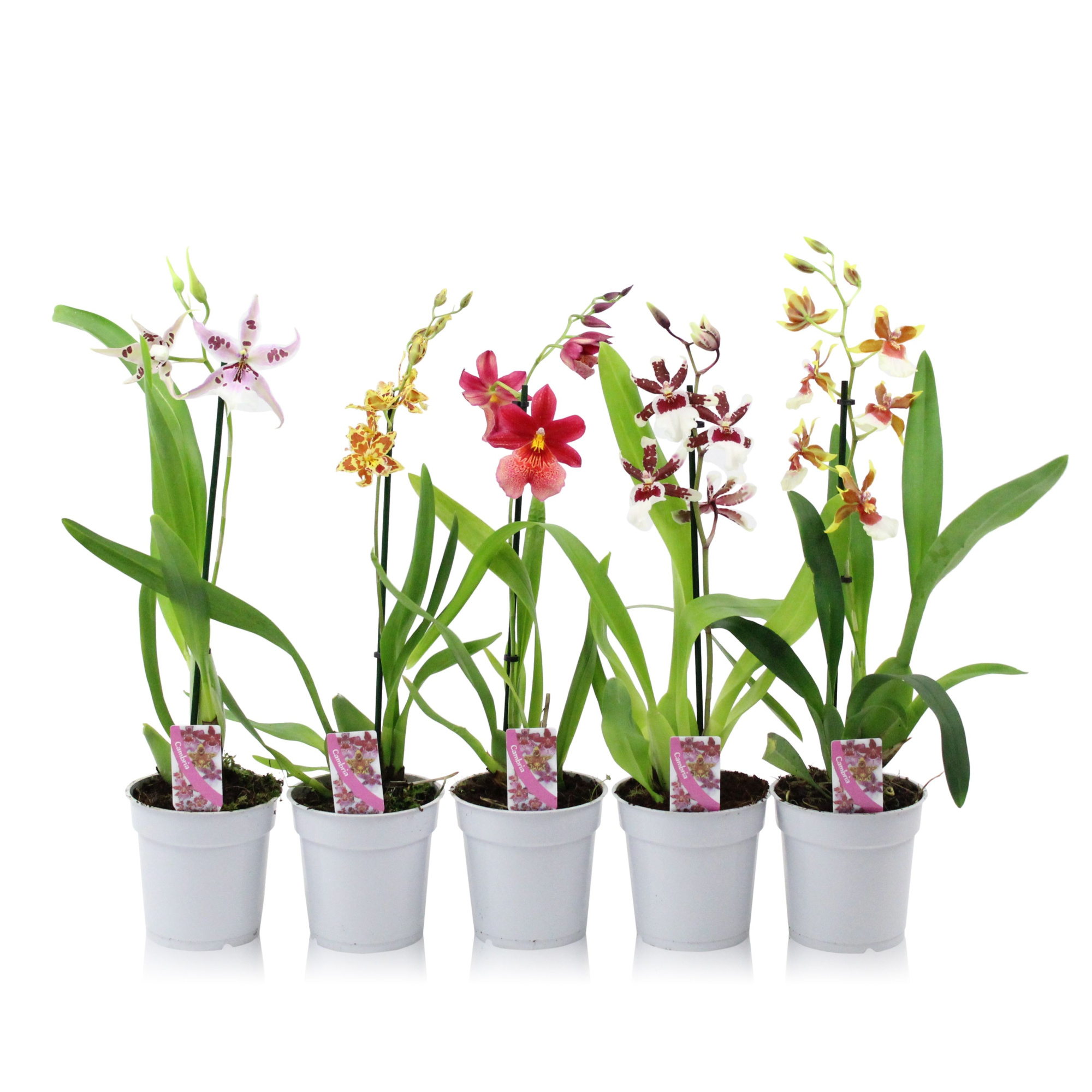 Cambria mix 1 spike 35-50 cm, D 12 cm