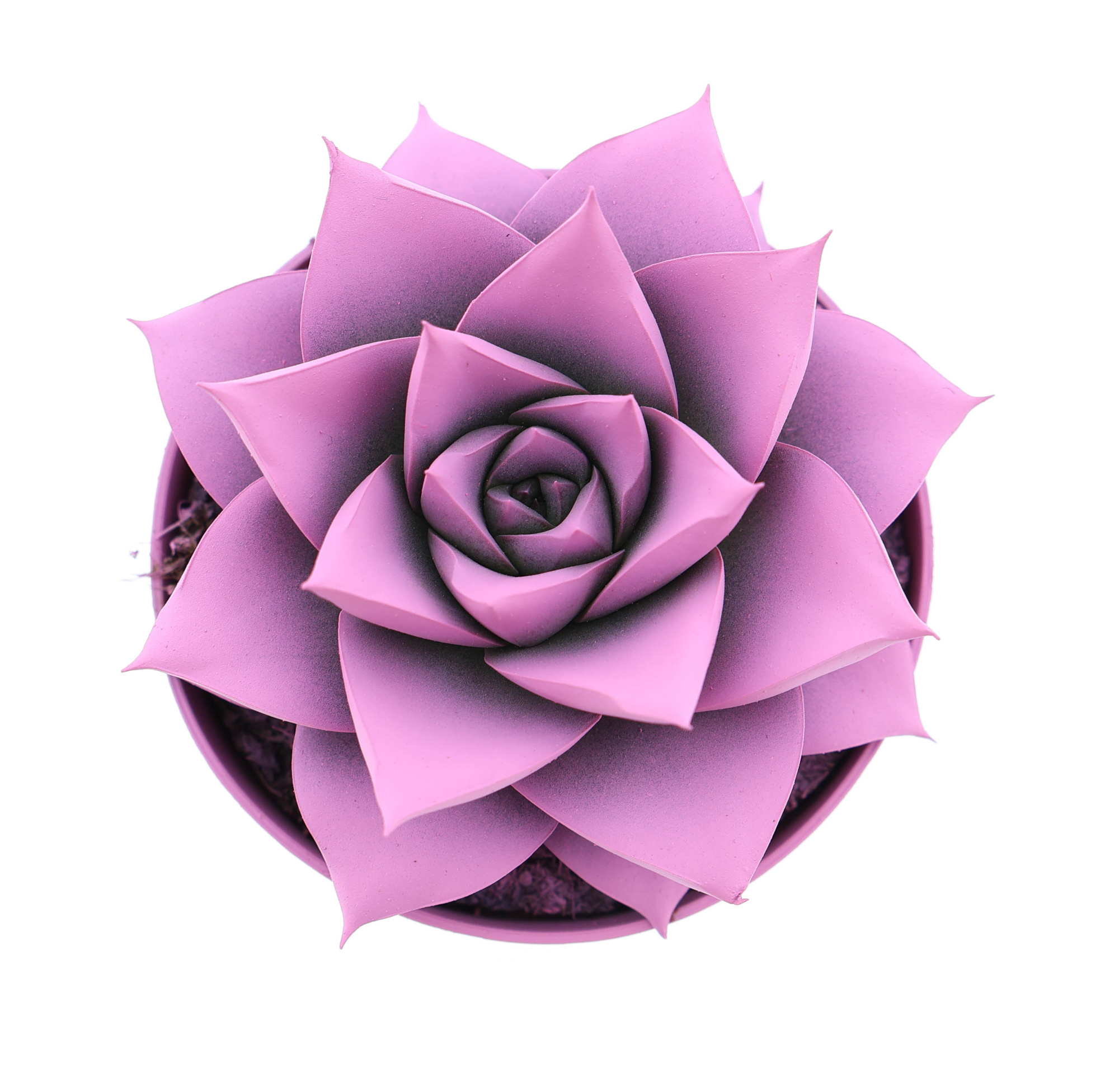 Rainbow purper pink, D 8,5 cm