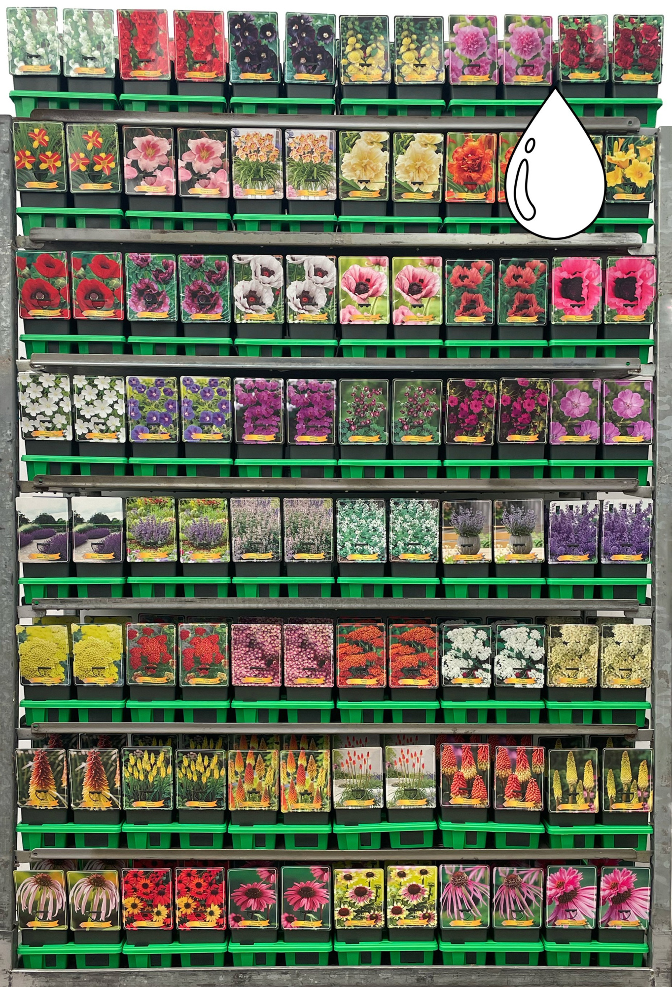 Droogresistent vaste planten Mix CC P11, D 11