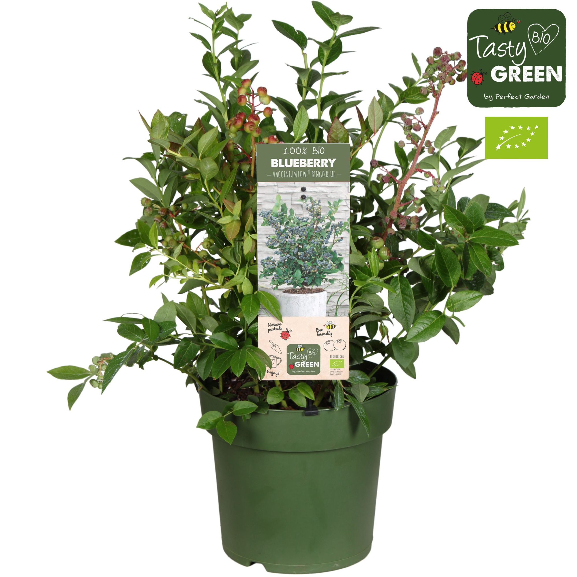 Vaccinium cor. 'Bingo Blue' Patio Bio P23, D 23 cm