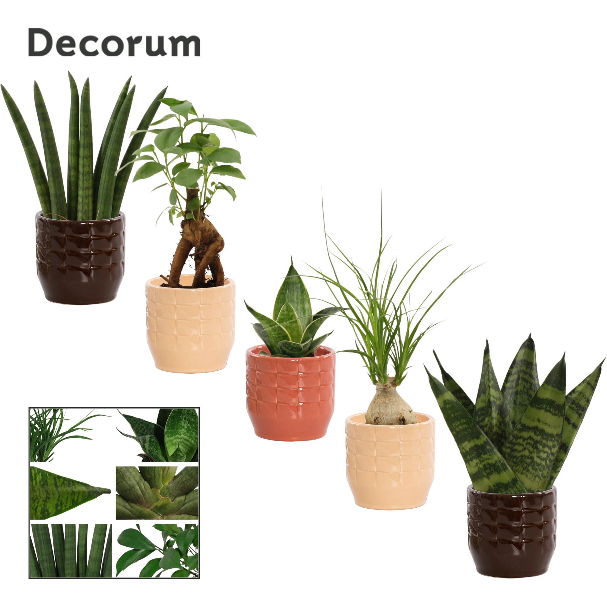 Groenmix mini in Sanne (Nature Love-collection), D 6 cm