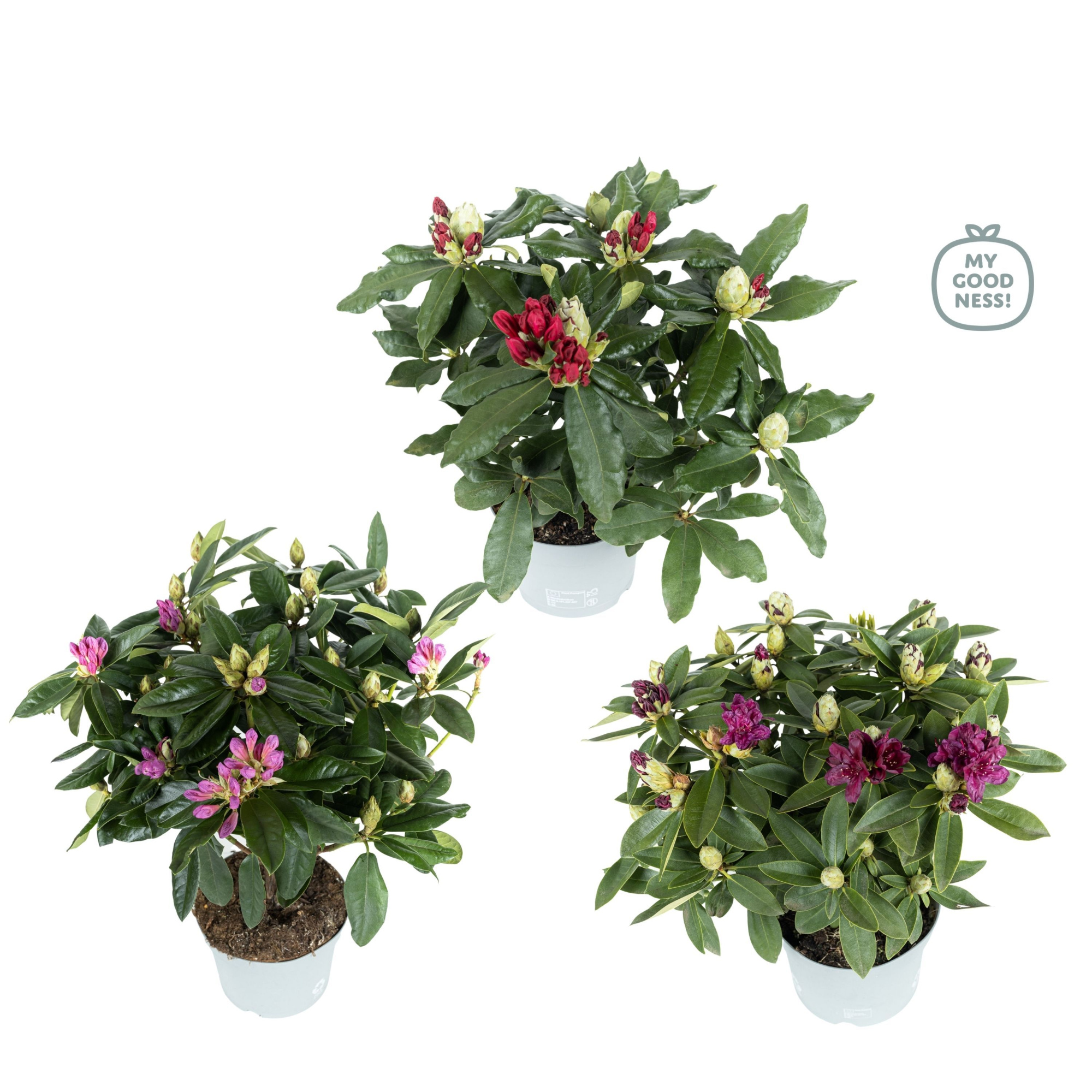 Rhododendron 40-50 /5 liter 'Mix' kleurtonend, D 23