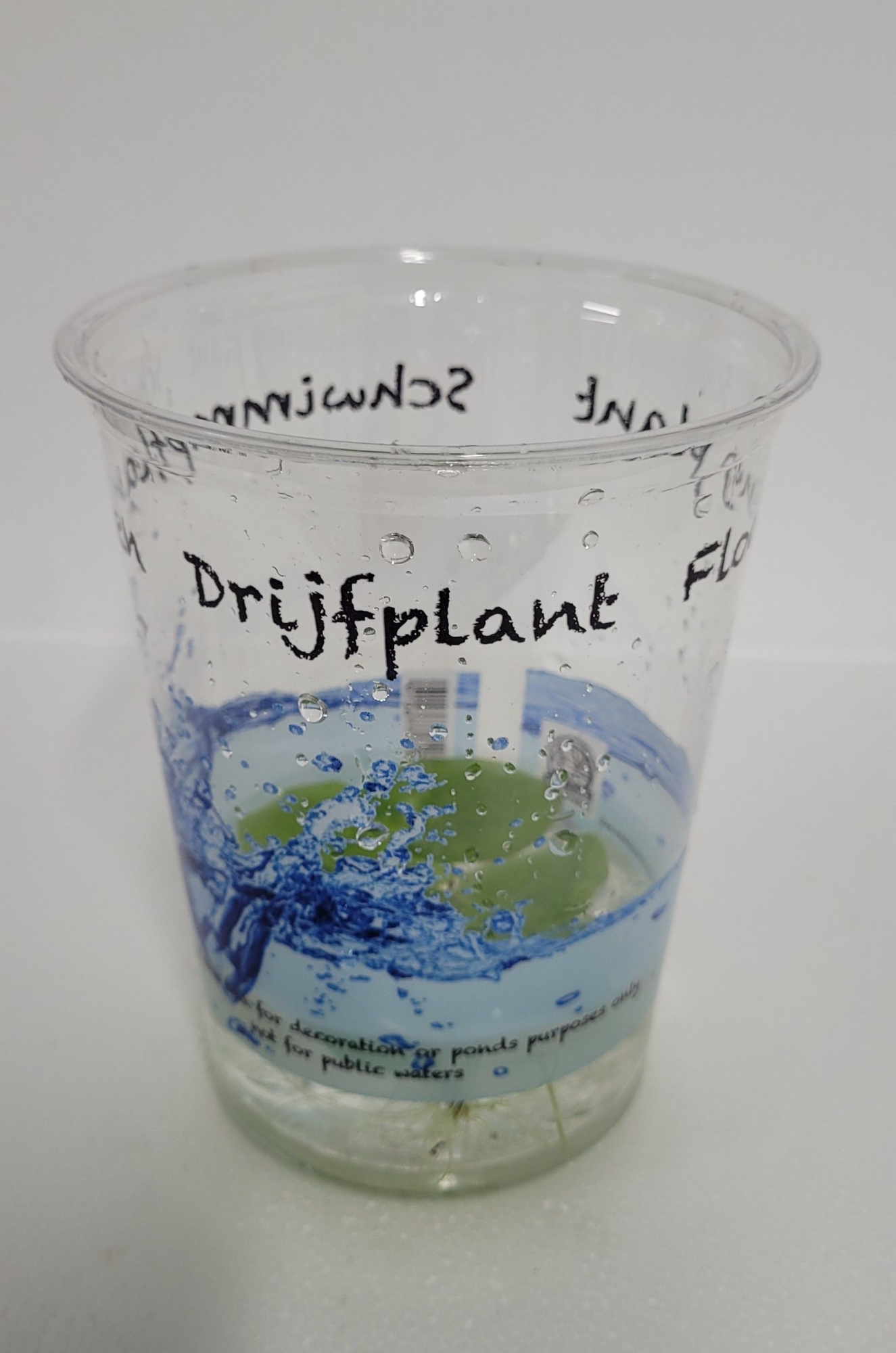 490-limnobium laevigatum, D 12 cm