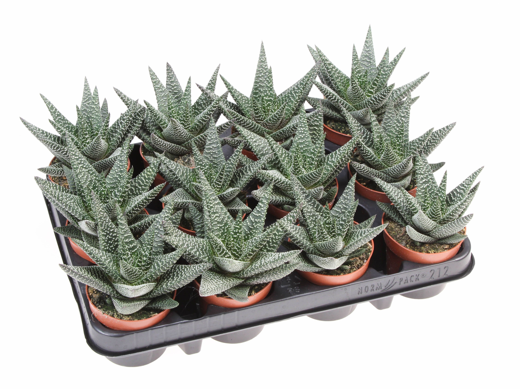 Haworthia royal highness, D 8,5 cm