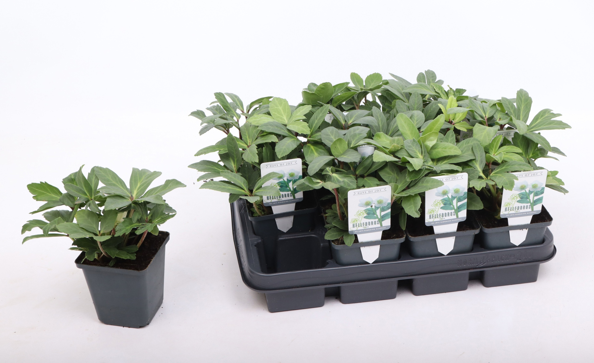 Helleborus niger 9 cm, D 9