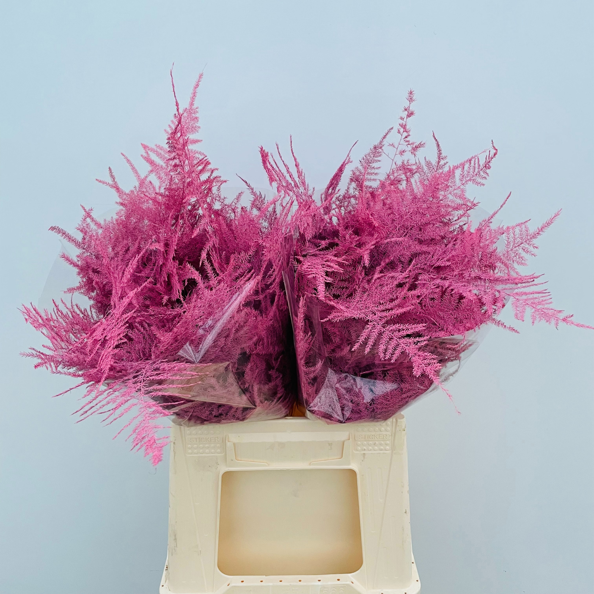 Аспарагус Овериг Крашеный (краш. ) 45, шт.