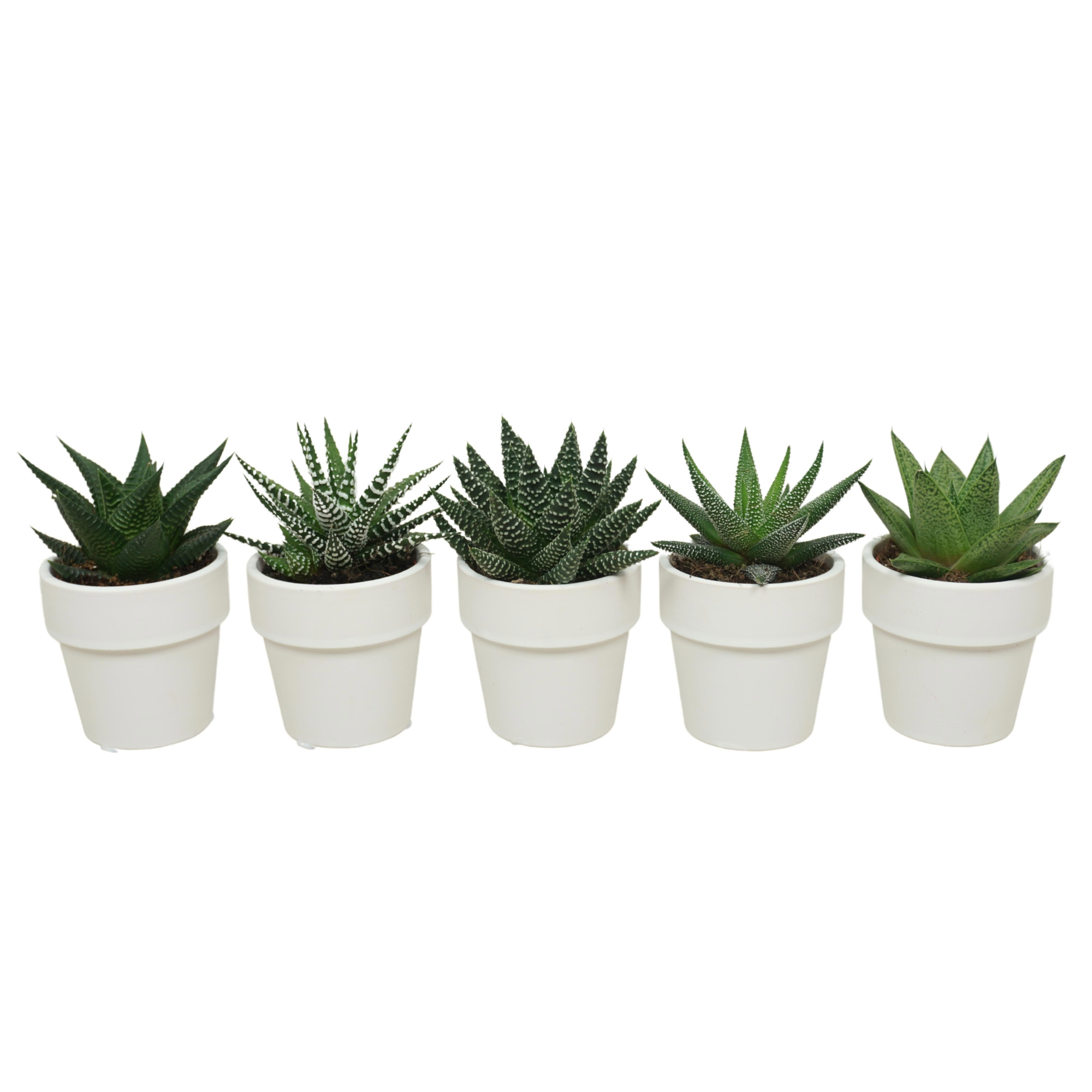 Aloë/Haworthia mix in 6 cm 'Wit Kraagpotje', D 5,5 cm