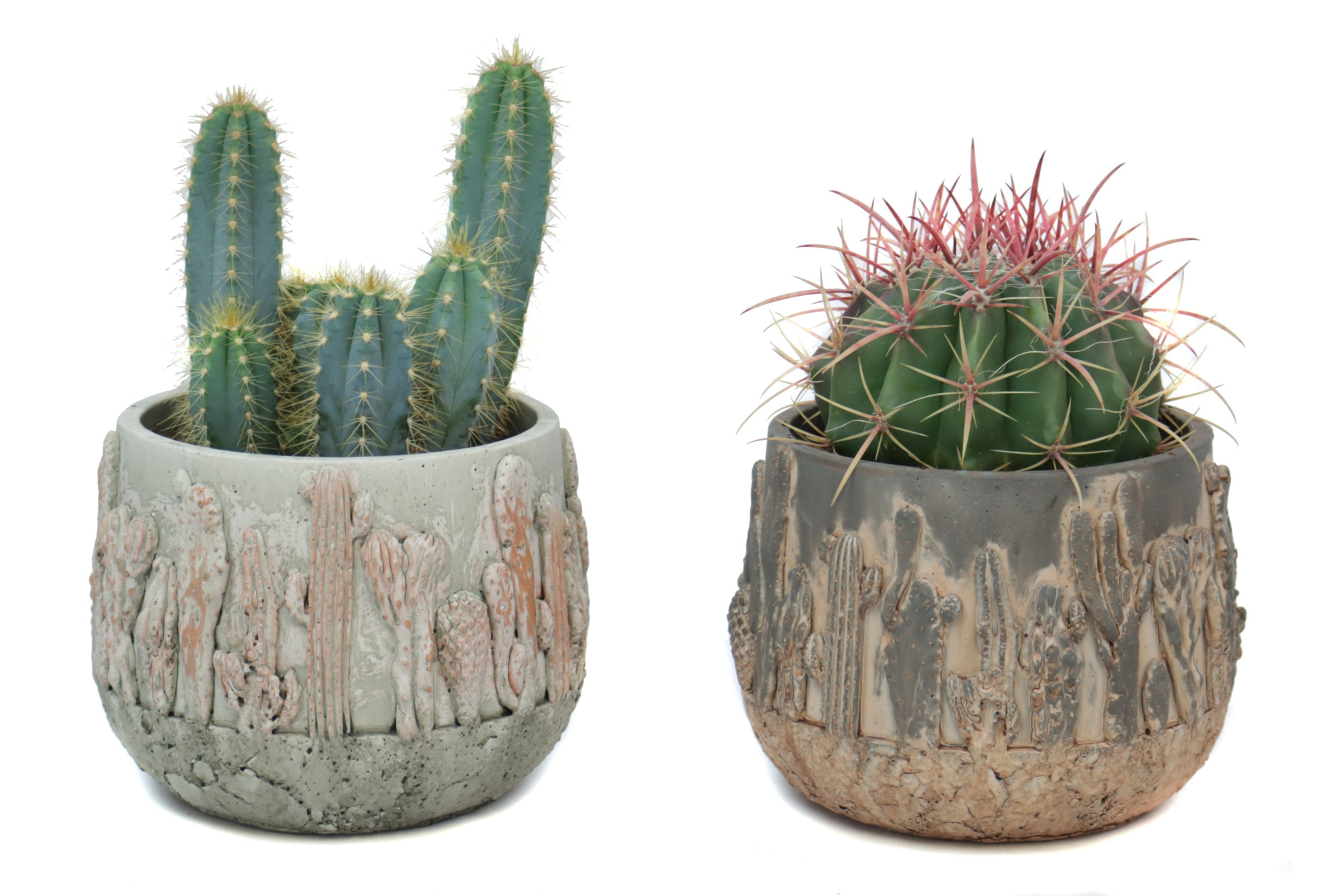 Cactus 12 cm in tacana pot, D 15 cm