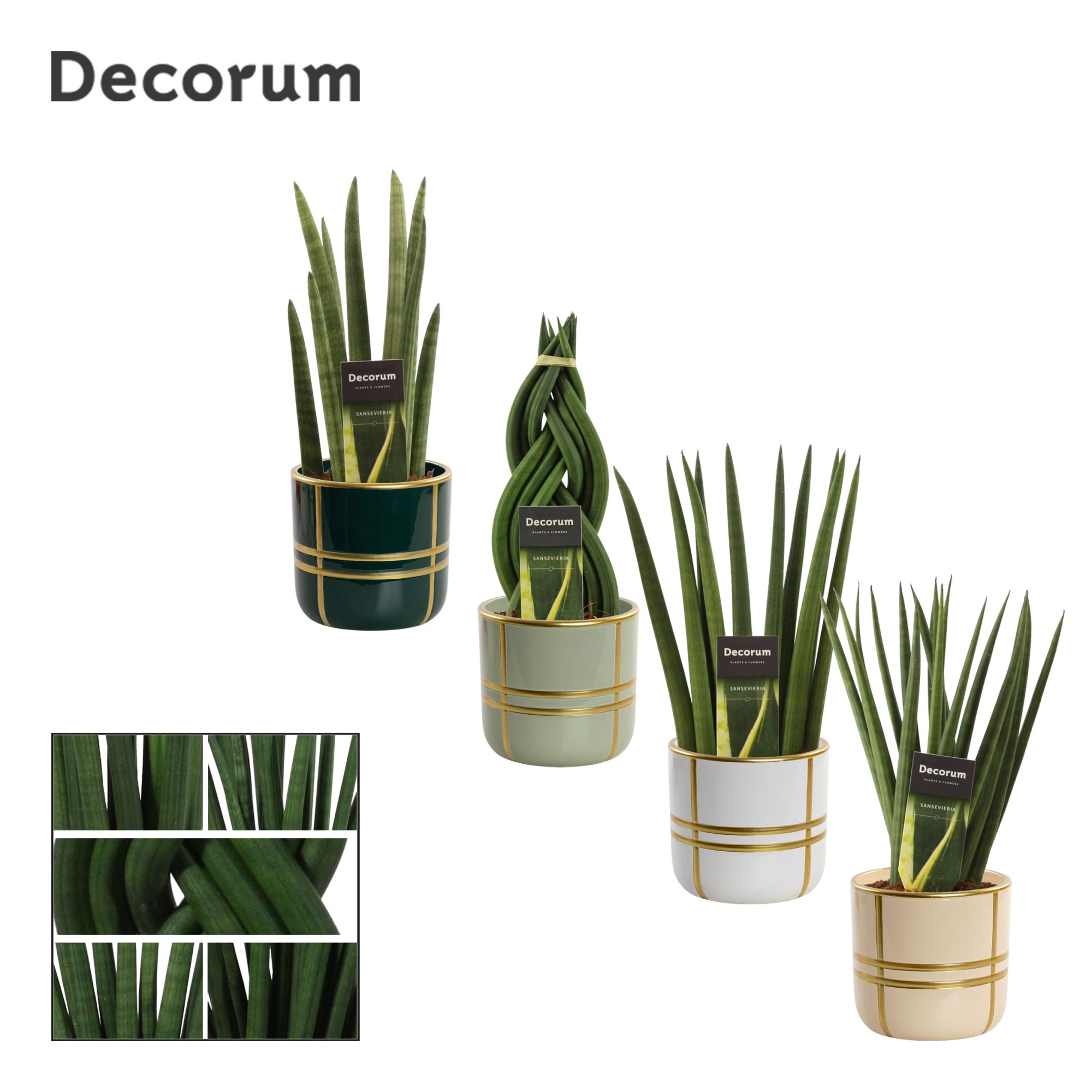 Sansevieria cylindrica 12 cm mix in Lauri (Top blend-collection), D 12 cm