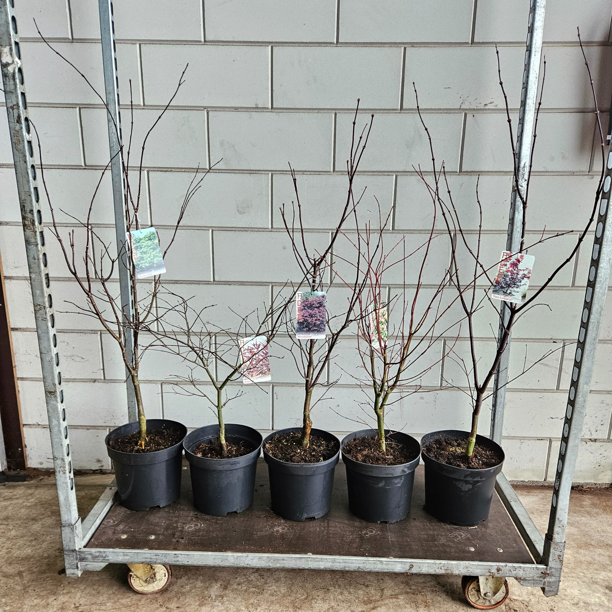 Acer palmatum Mix C7,5 / Ø 26 cm, D 26