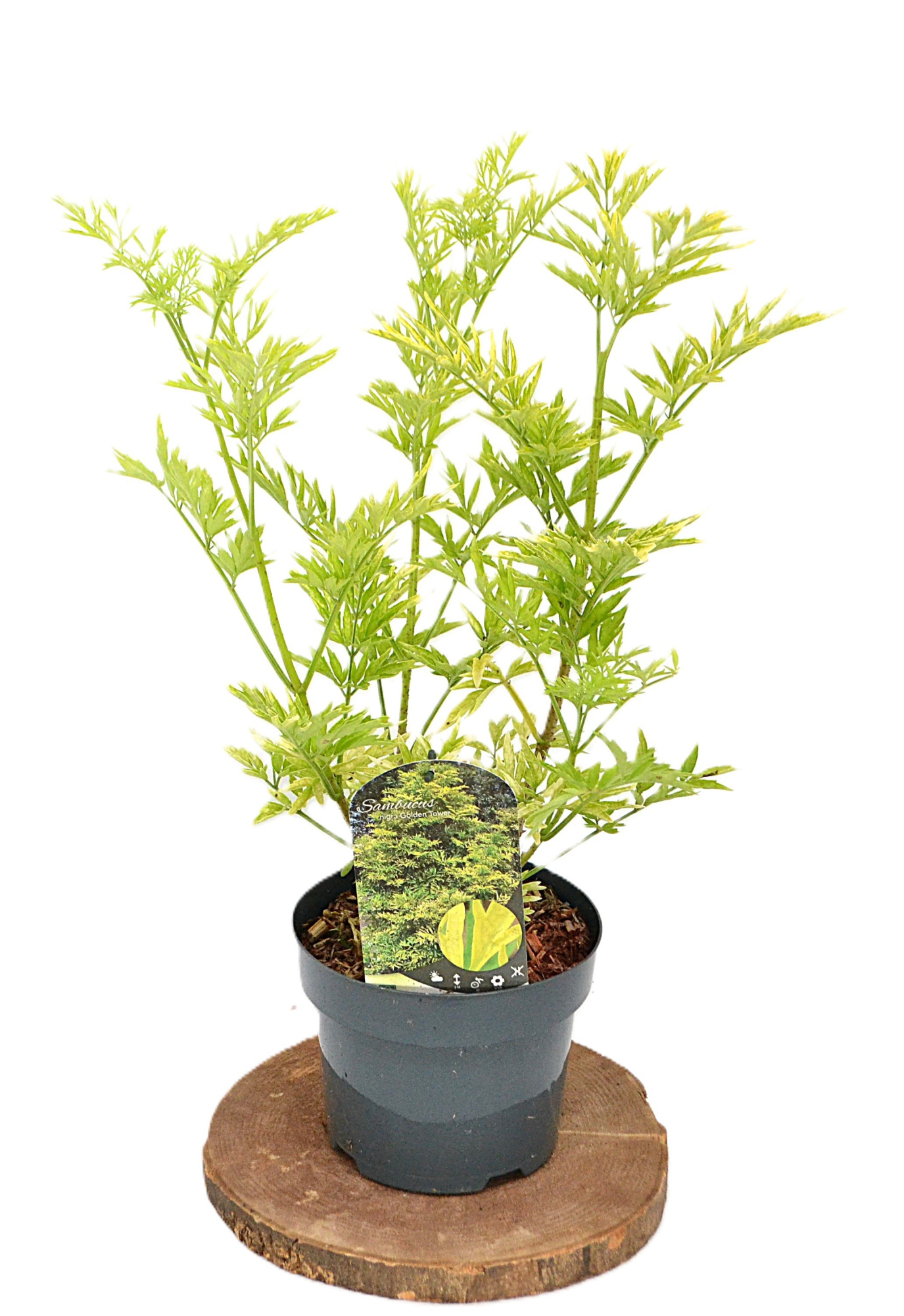 Sambucus nigra Golden Tower C3, D 19
