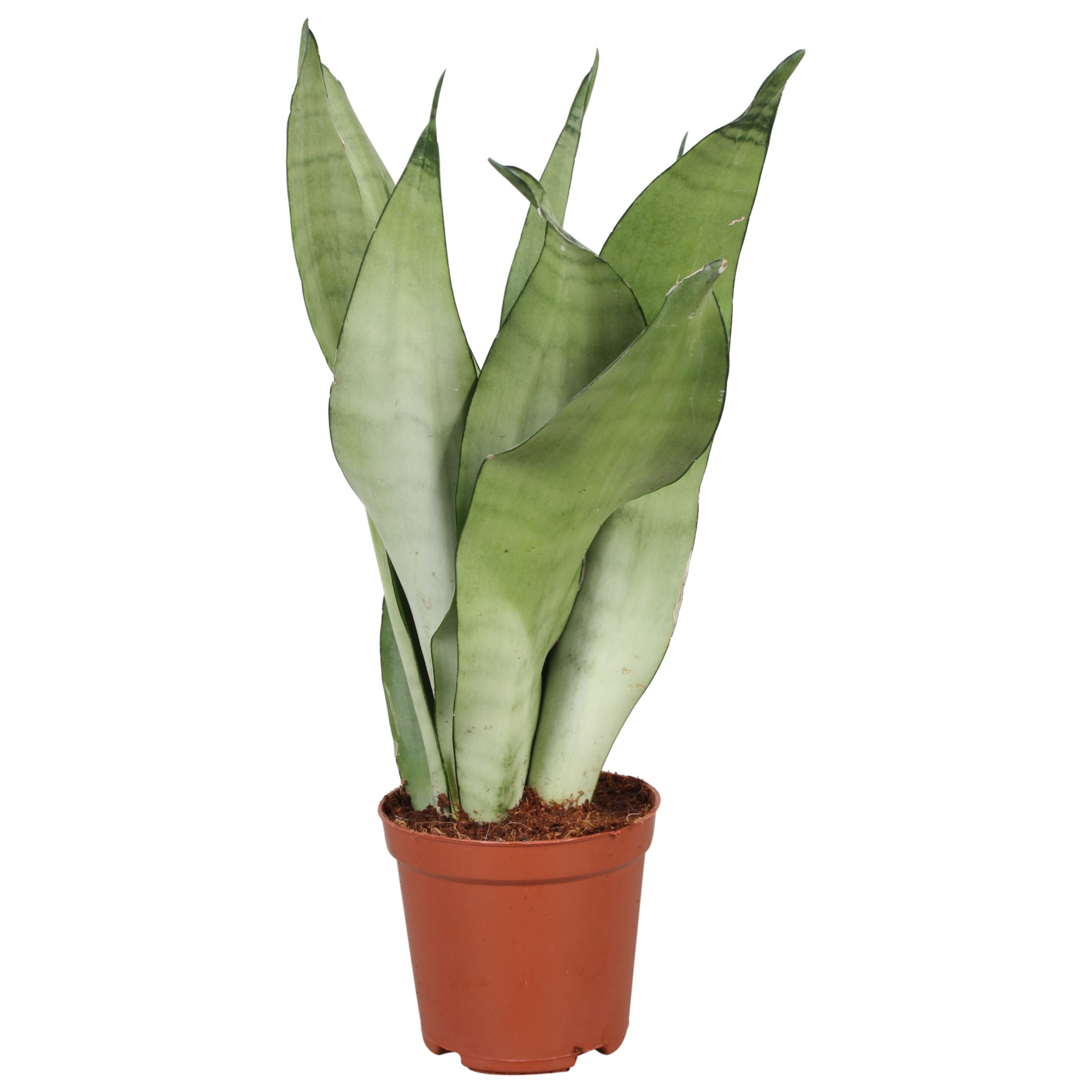 Sansevieria Moonshine, D 12 cm