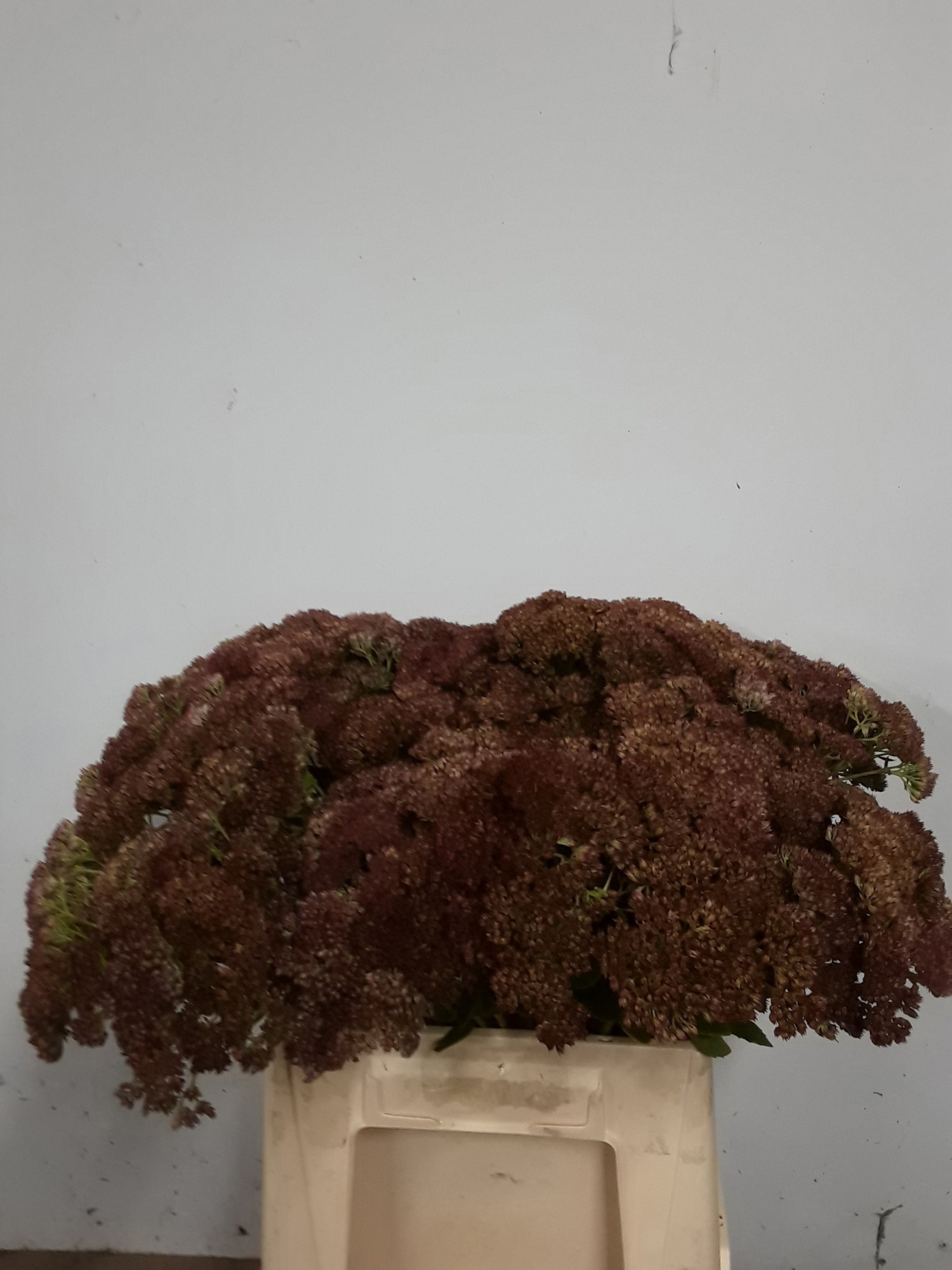 Седум Спектабль 40, шт.