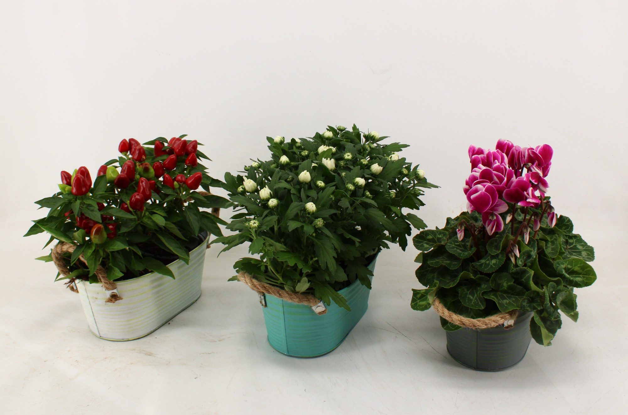 Bloeimix in rechthoekige zinkepot Steve, D 25 cm