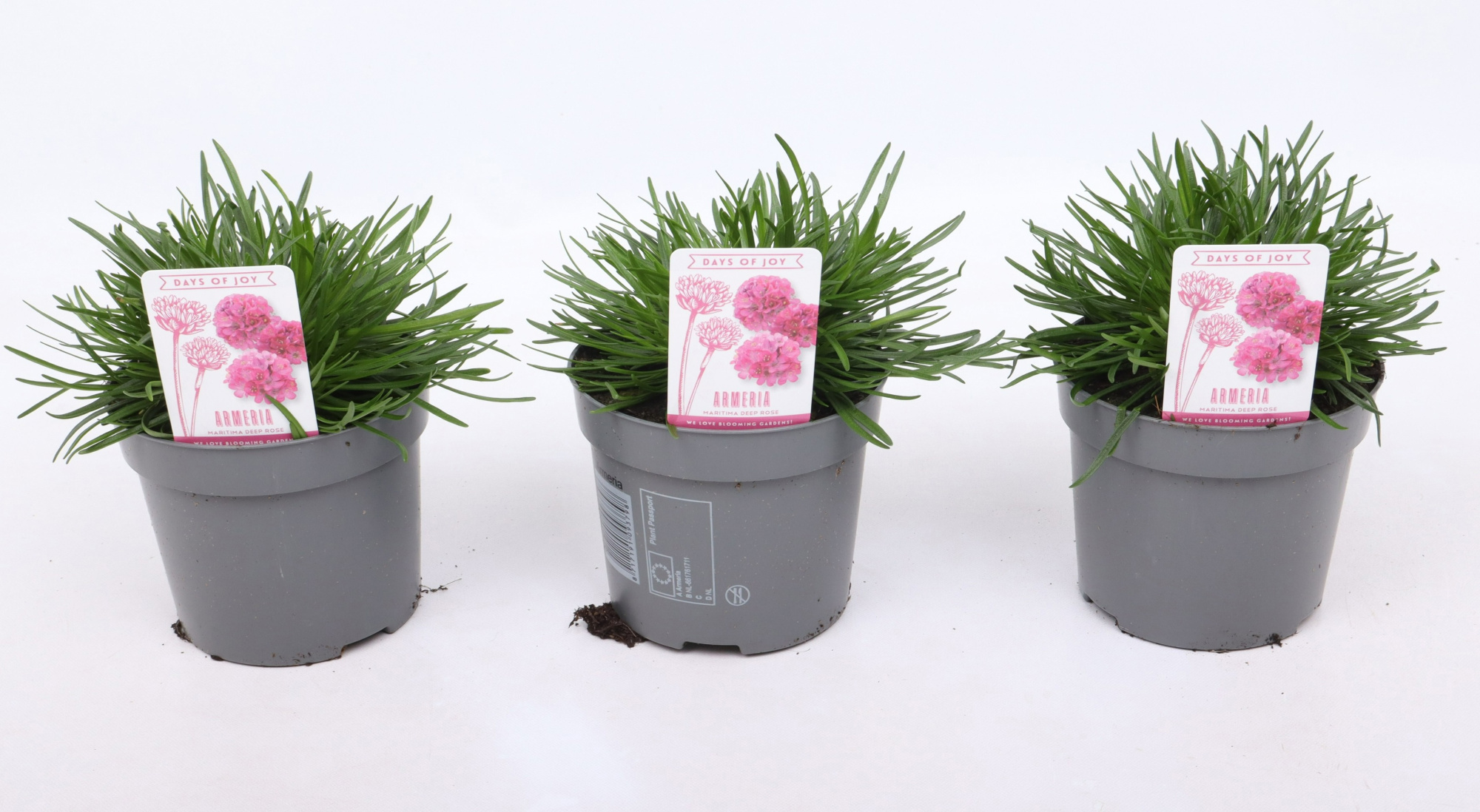 Armeria maritima 'Abbey Deep Rose', D 12 cm