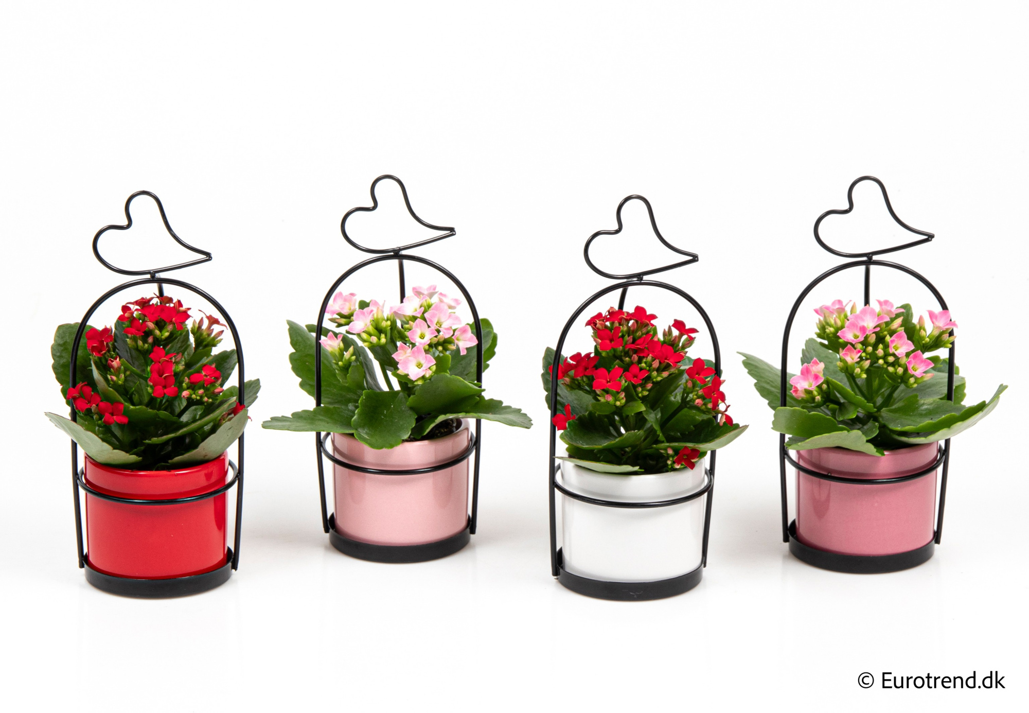 Kalanchoe in Valentine ceramic 2026, D 6