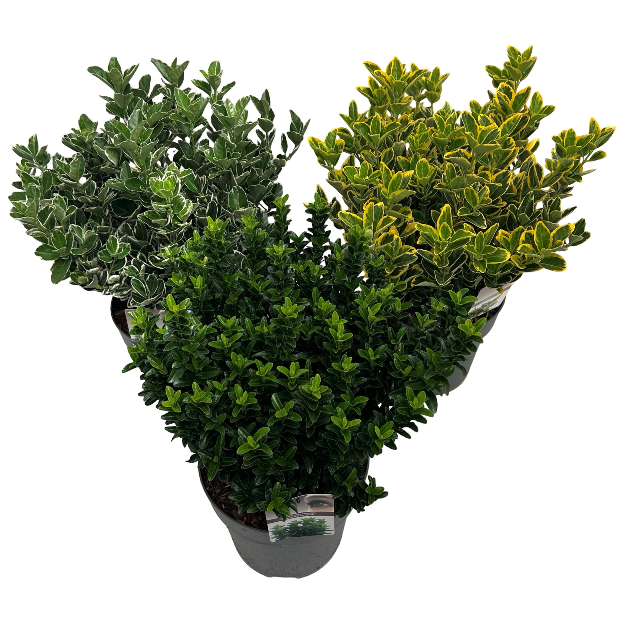 Euonymus jap. mix sense, D 27 cm