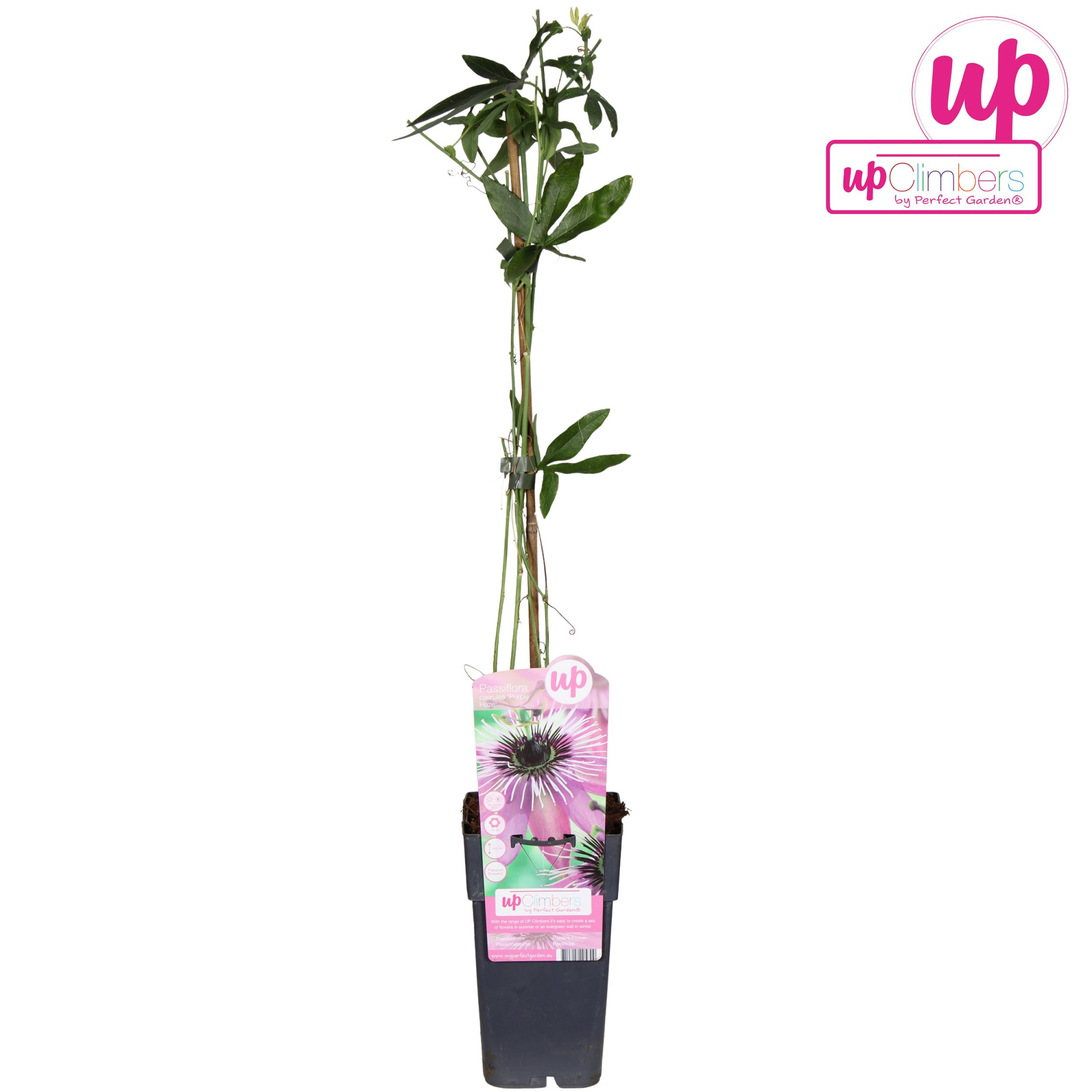 Passiflora Purple Haze P15, D 15