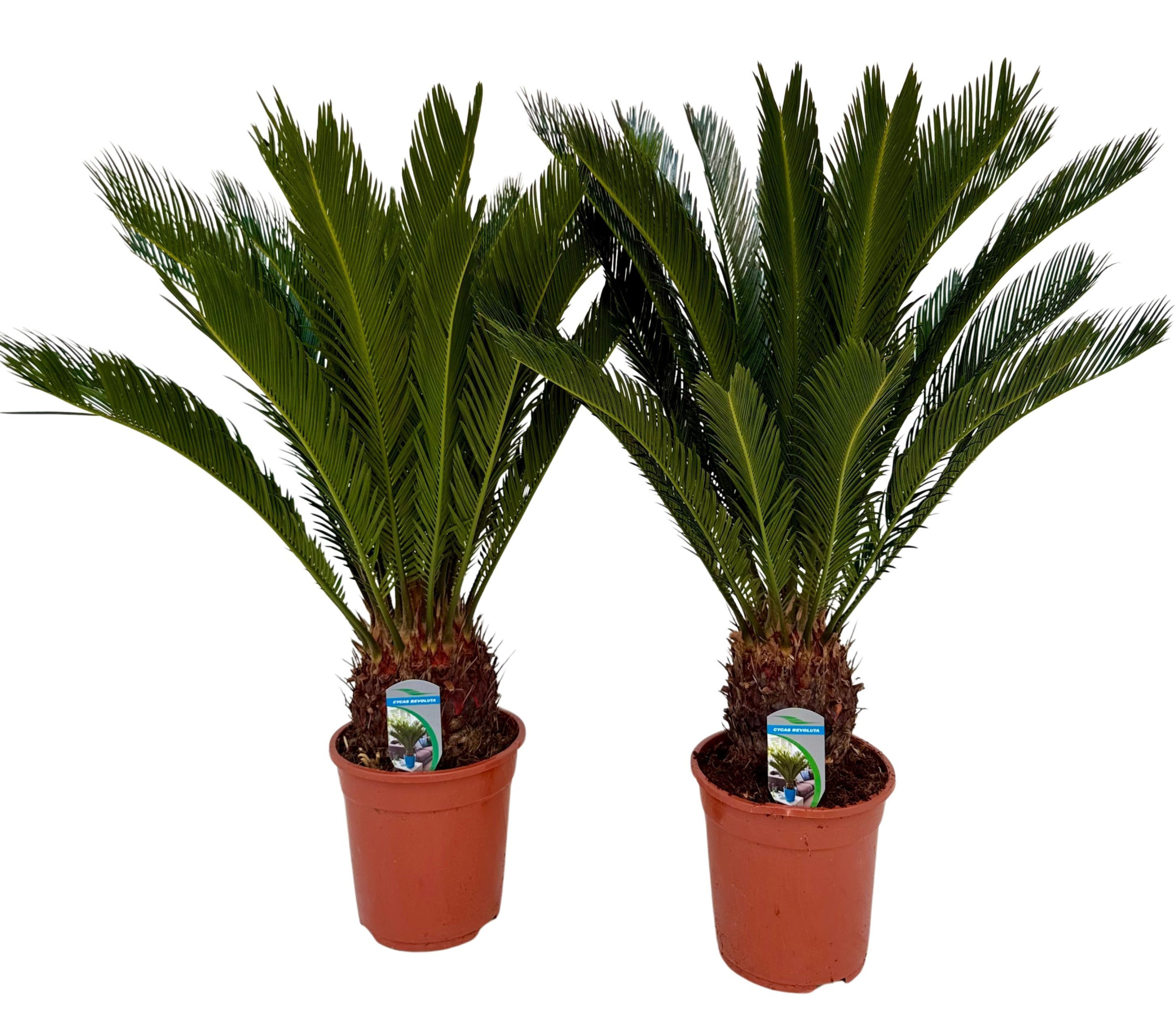 Cycas revoluta P21 XL, D 21