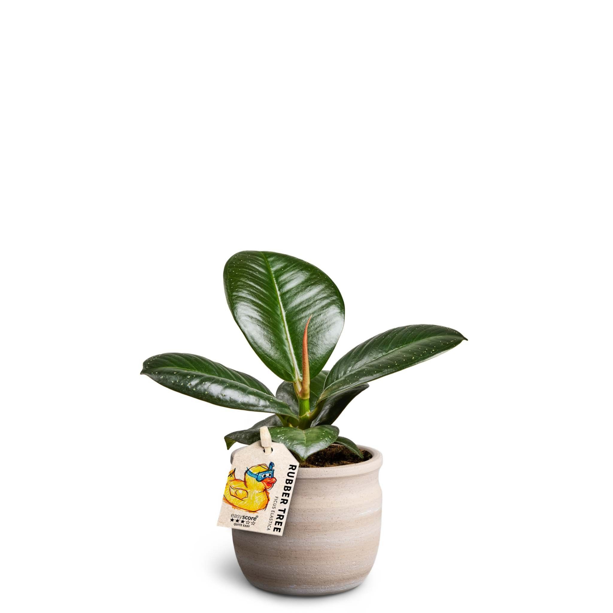 Maceta Sand, Ficus elastica ´Sofia´, D 7 cm