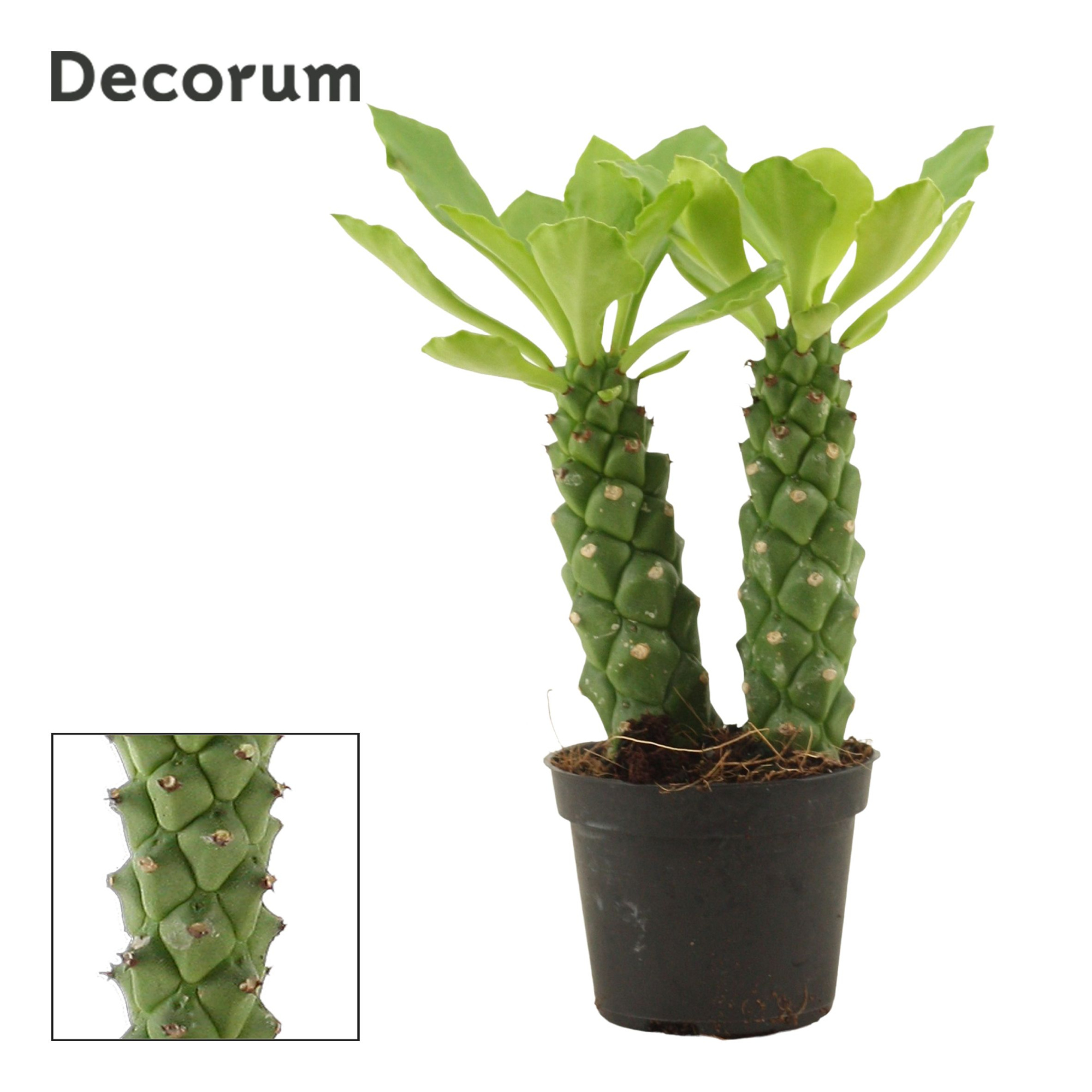Monadenium Guentheri 6 cm double (Decorum), D 6 cm