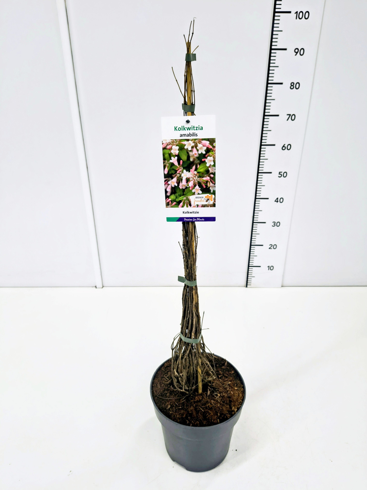 Kolkwitzia amabilis 50-60C5, D 23 cm