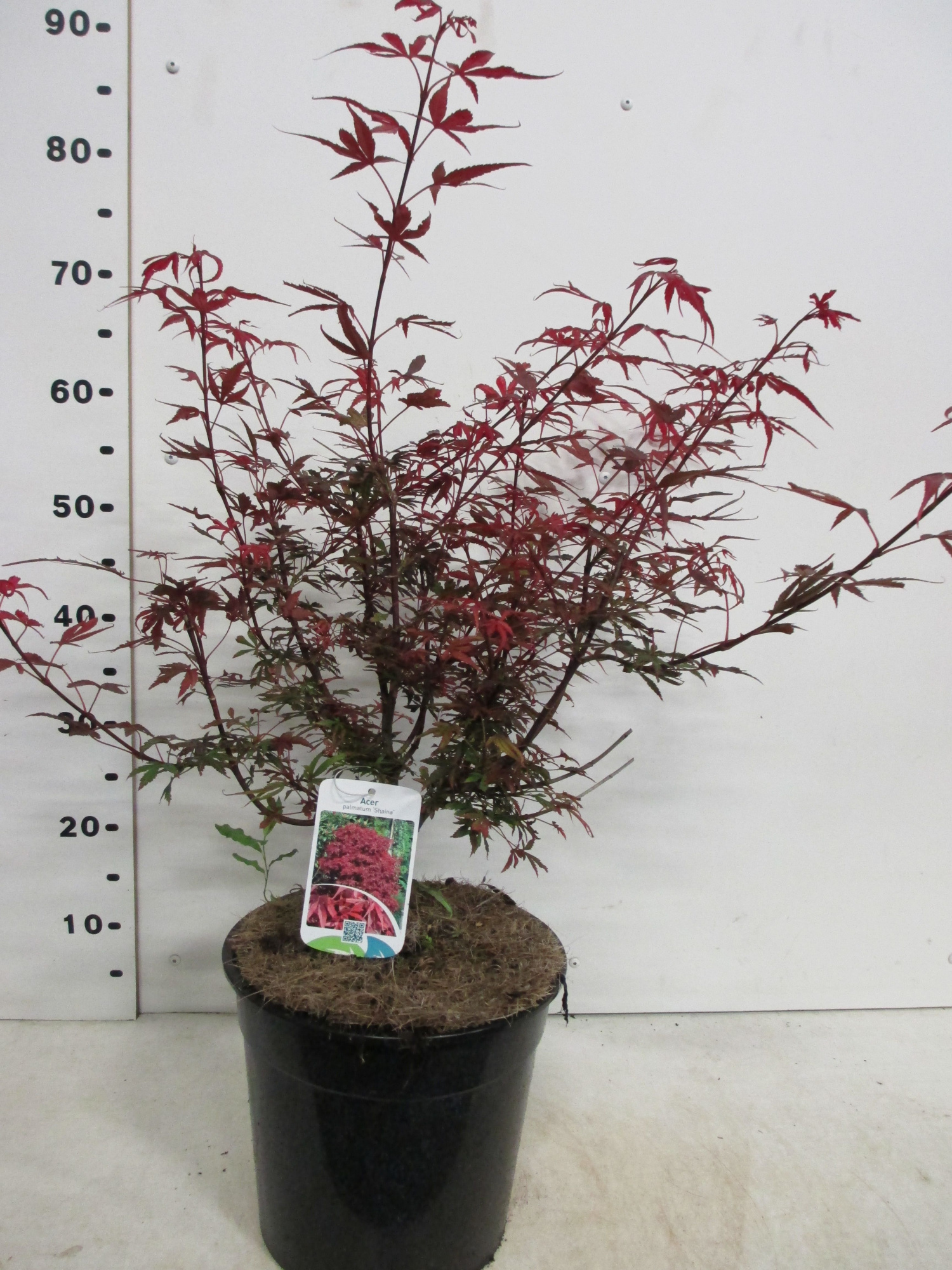 Acer palm. Shaina 40-50 P28, D 28 cm