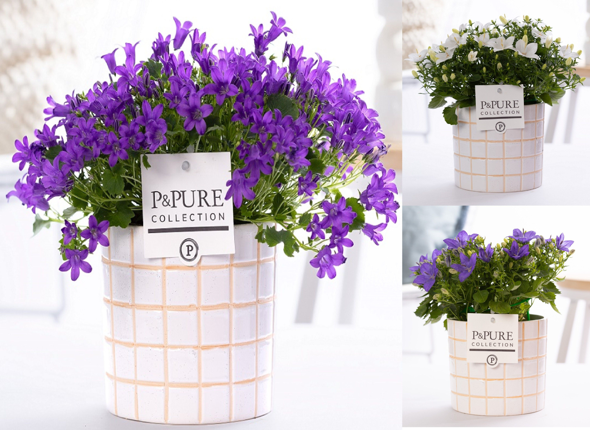 Campanula mix in Pure 'Tirza', D 14